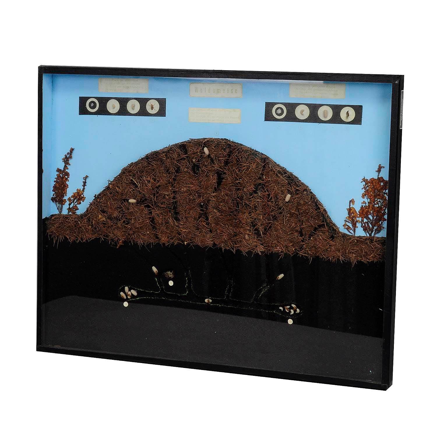 School Teaching Display Anthill of the Horse Ant

A vintage school teaching glass display of the anthill of the horse ant. It shows the hill and inhabitants thereof, the life inside the hill, the fellow creatures and the evolution of the ant. Used