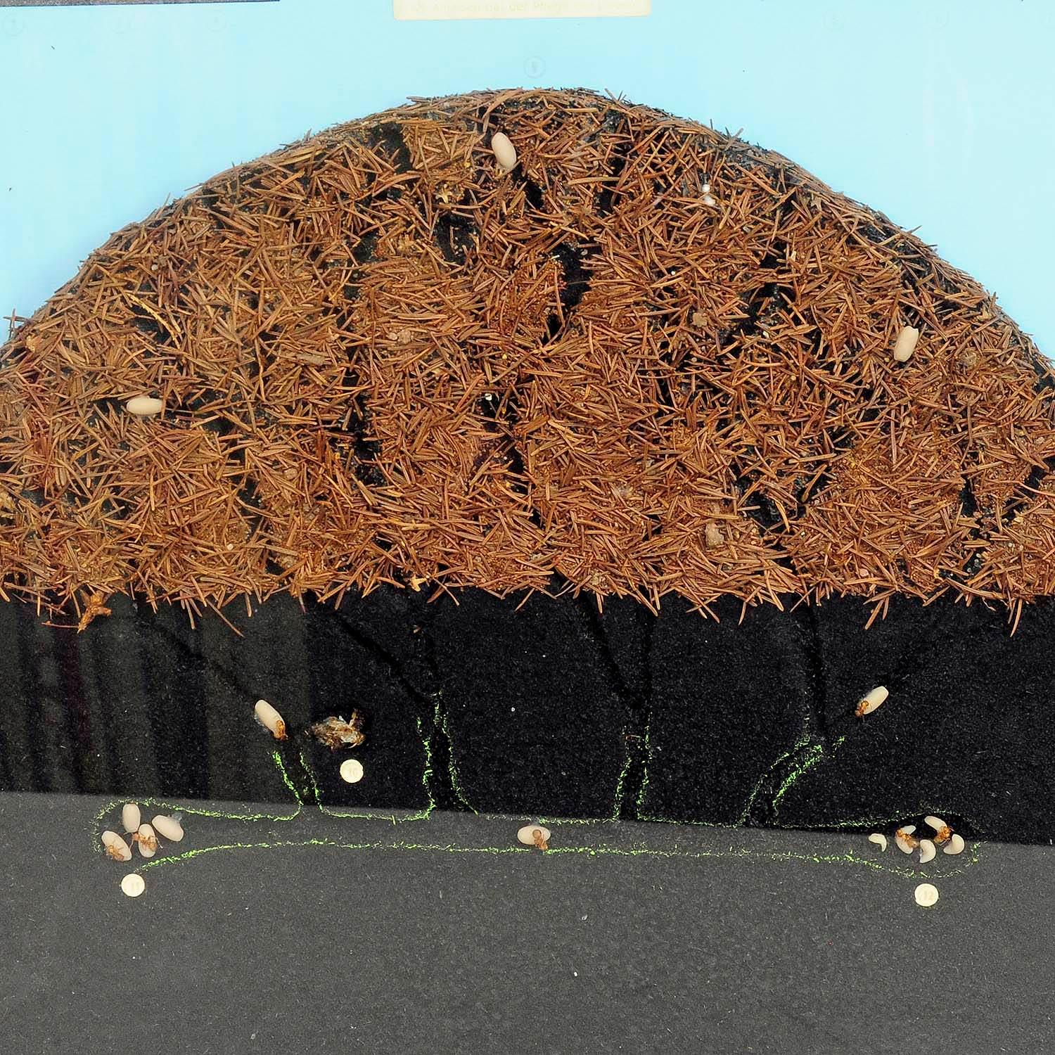 inside an ant hill