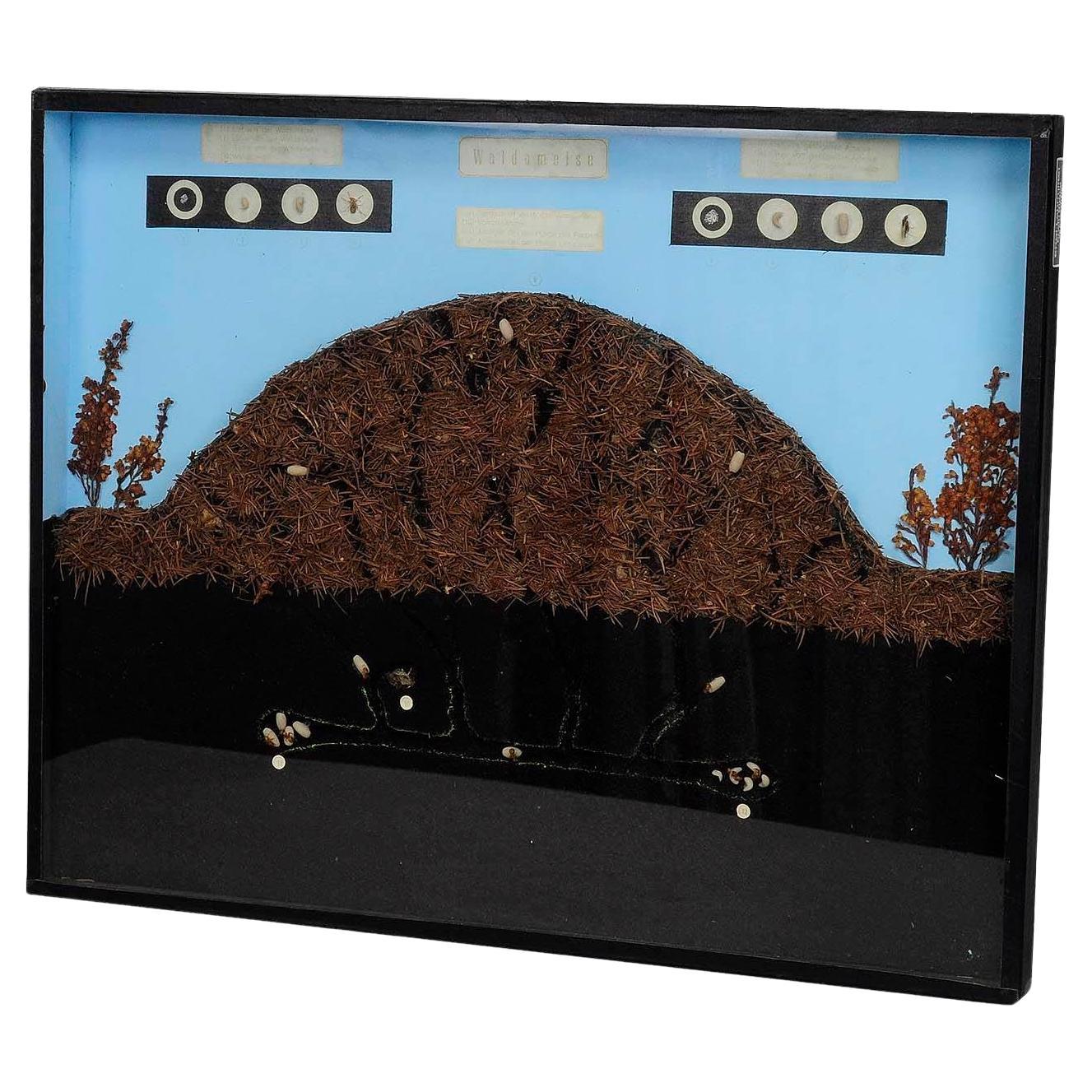 School Teaching Display Anthill of the Horse Ant For Sale