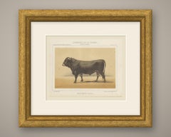 Schwyz Bull, Swiss Brown Cattle Chromolithograph by Olivier de Penne, 1863