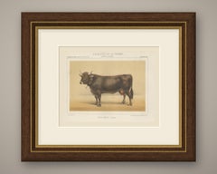 Schwyz Cow with Bell, Swiss Brown Cattle Chromolithograph, 1863
