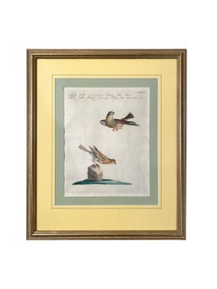 Scientific Illustrations of Birds by Saverio Manetti, Hand-Painted Intaglio - A