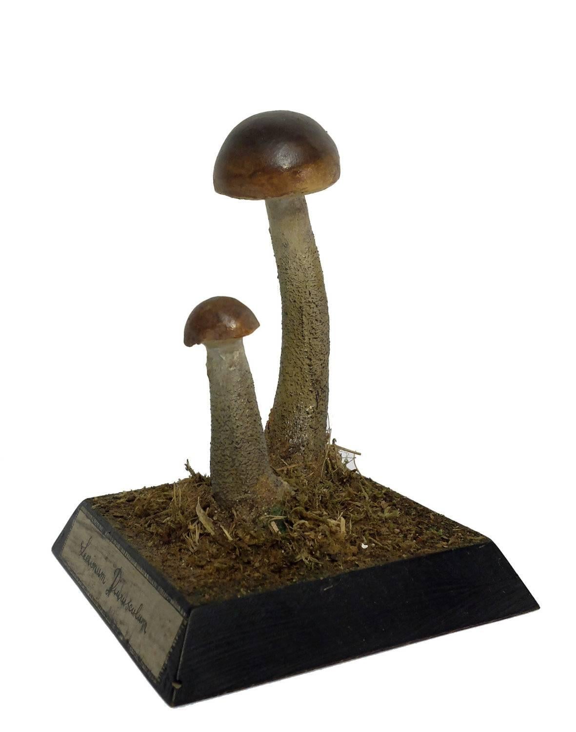 A model for the pharmacy of two mushroom specimens of Leinium Diurusculum. Made out of plaster watercolored. Square wooden black base with moss and hay. It shows on the front one label with the scientific name of the specimen handwritten with ink.