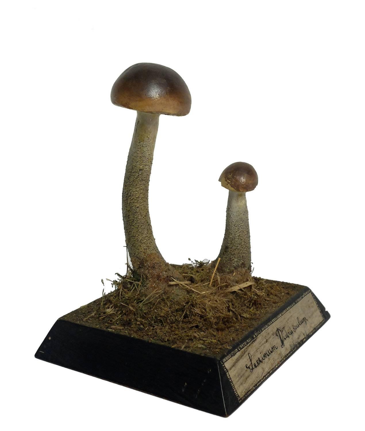 Scientific Model of Two Mushrooms, Germany, 1890 In Excellent Condition In Milan, IT