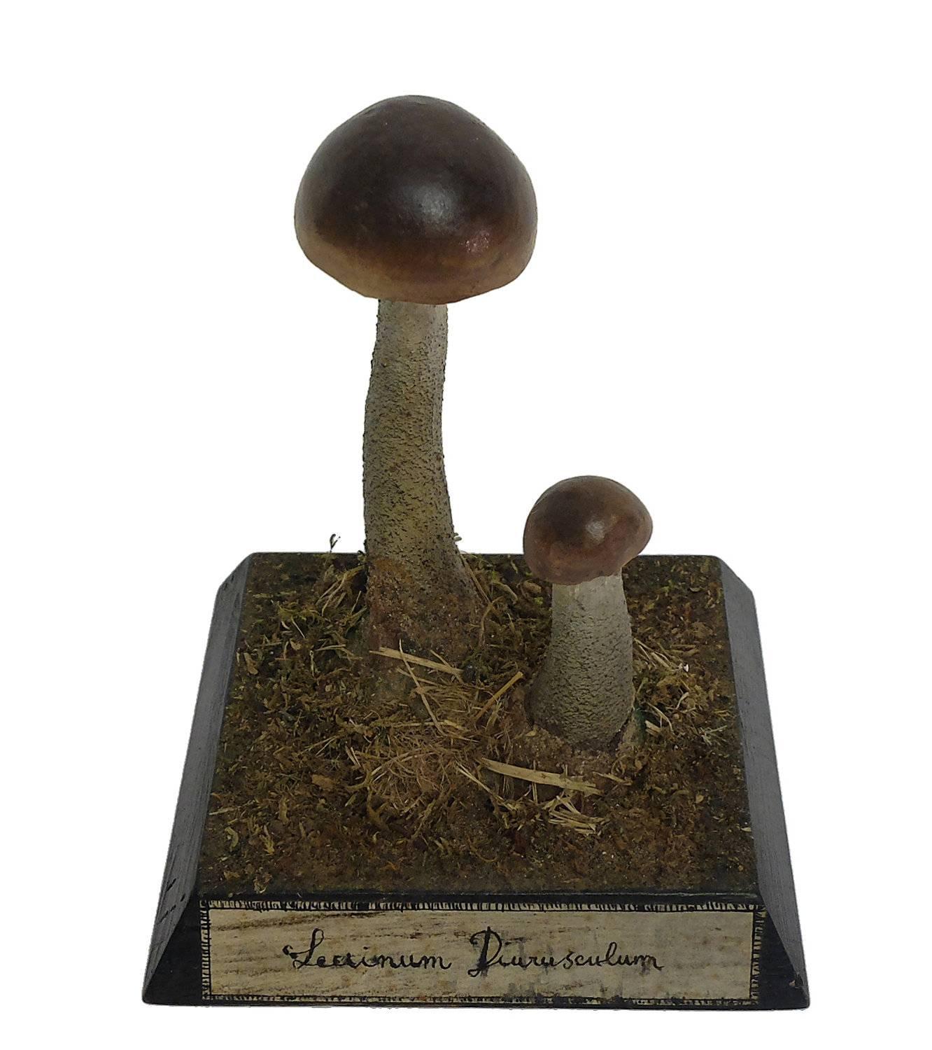 Late 19th Century Scientific Model of Two Mushrooms, Germany, 1890