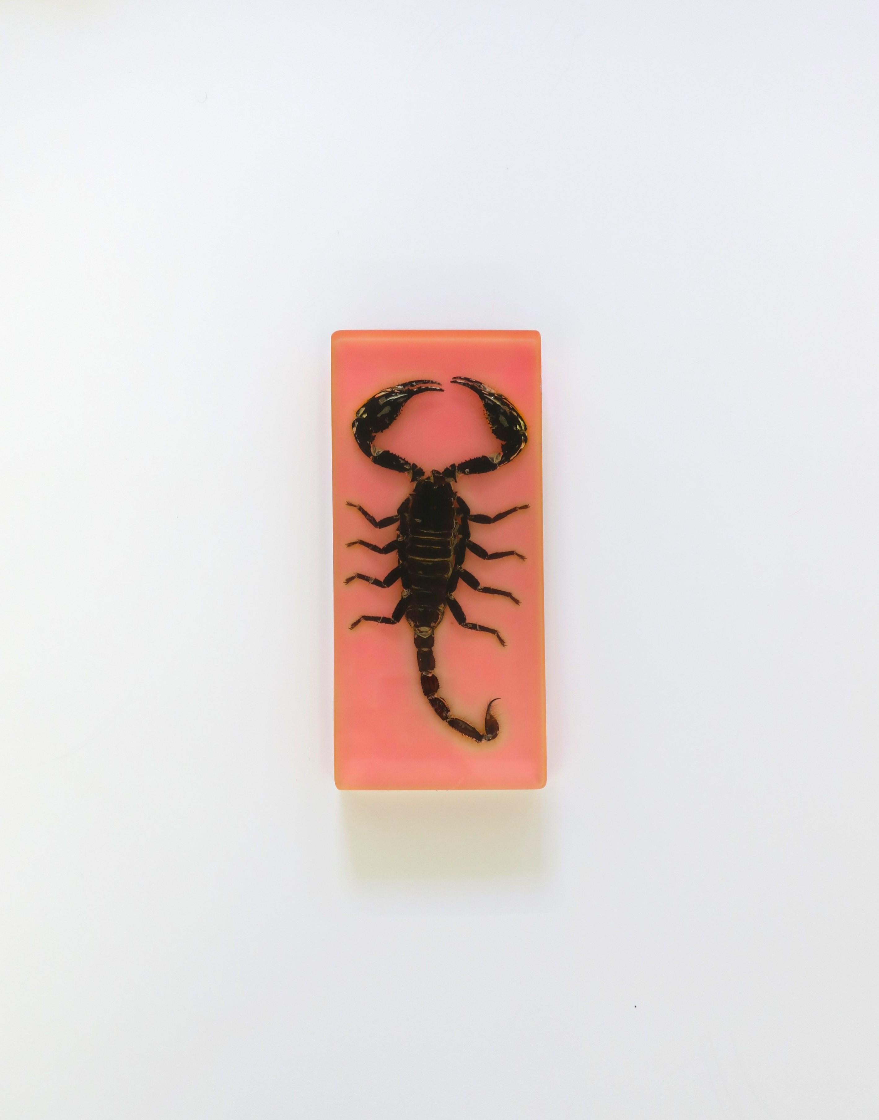 A real scorpion encased in pink acrylic Lucite with white acrylic base, circa late-20th century, 1970s. A great decorative object for a desk, library, etc. 

Dimensions: 3.07