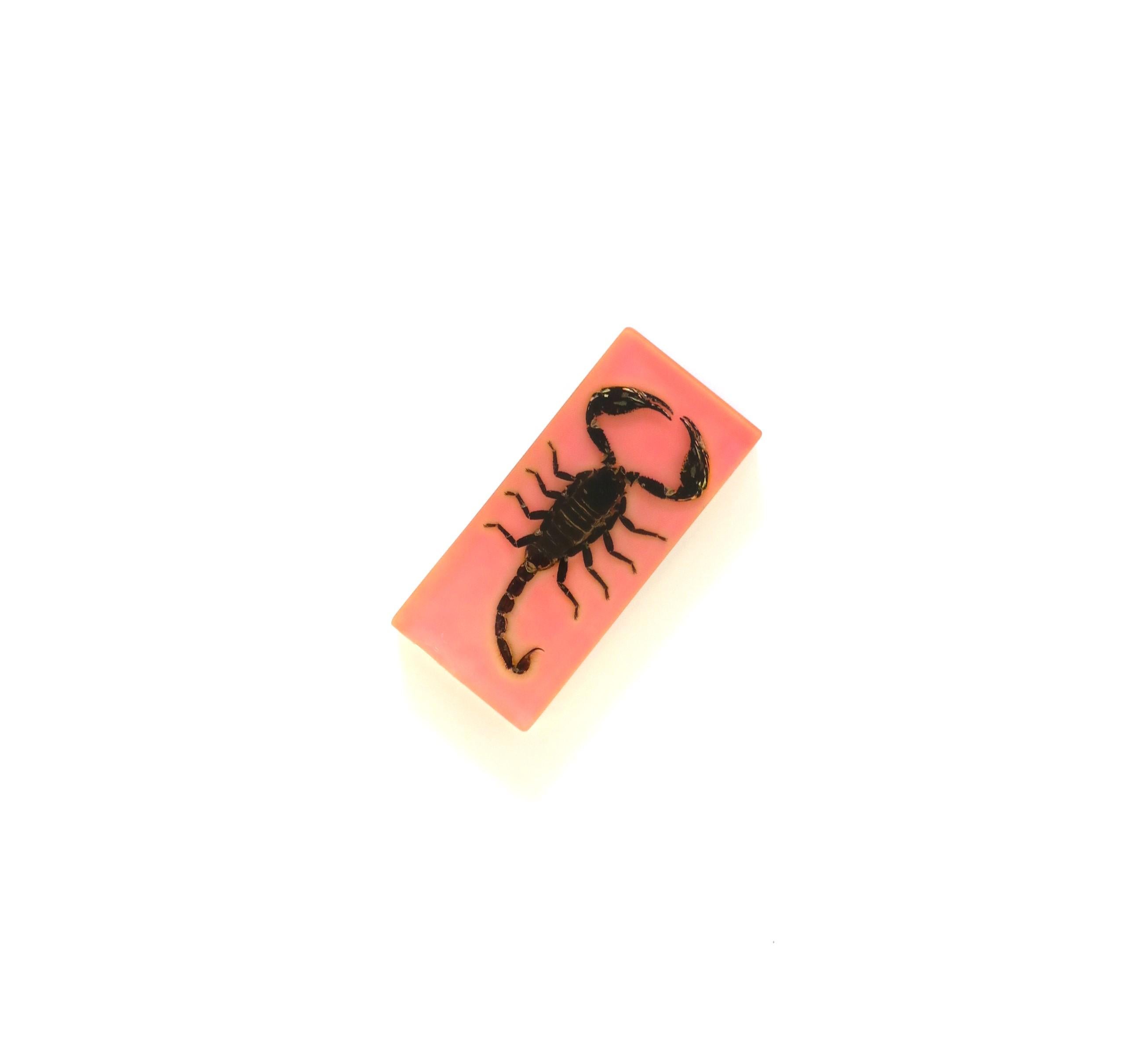 Organic Modern Scorpion Scorpio Encased in Pink Acrylic Lucite, circa 1970s