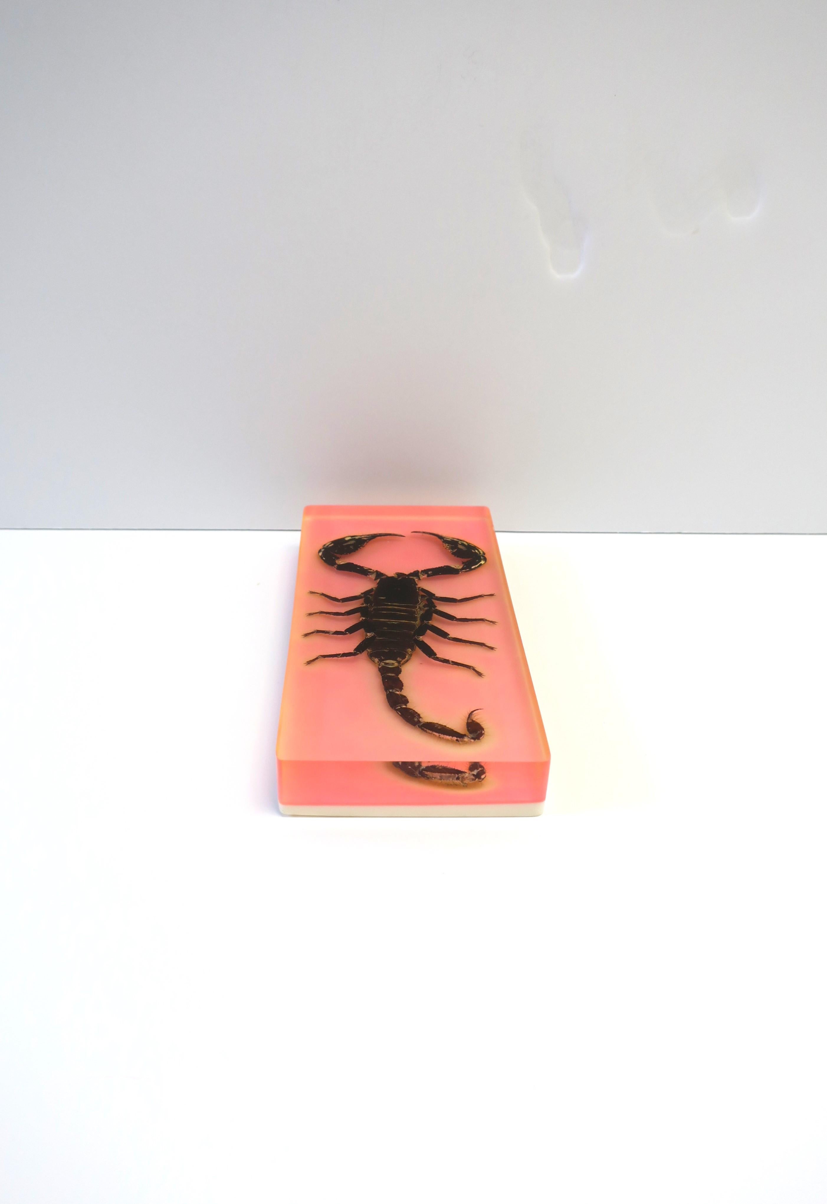 Scorpion Scorpio Encased in Pink Acrylic Lucite, circa 1970s 2