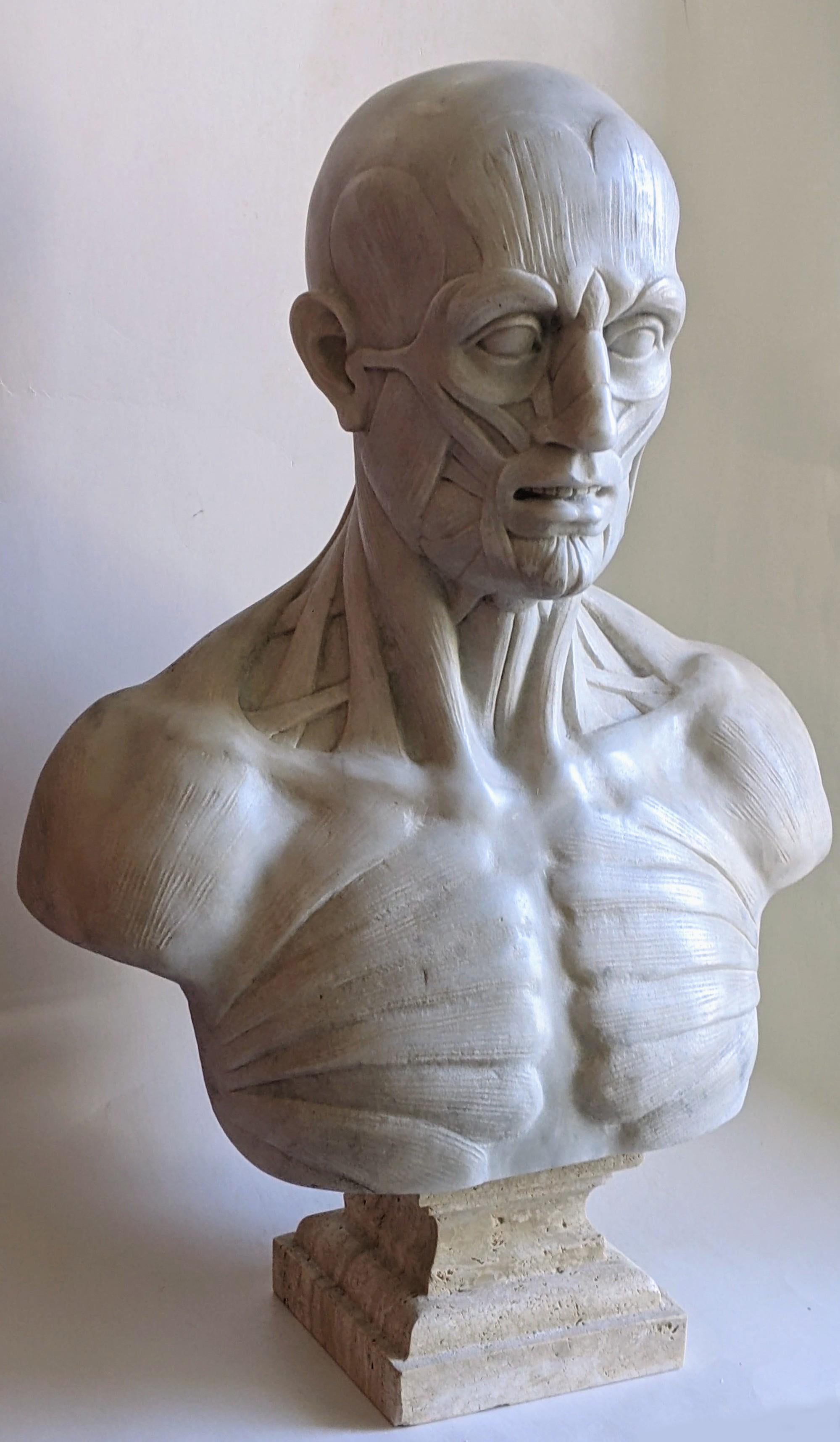écorché, anatomique, sculpture d'écorché, sculpture en marbre de carrare, sculpture italienne, buste en marbre de carrare blanc
Sculpture particulière d'écorché exécutée sur du marbre blanc de Carrare.
Posé sur un socle moulé en travertin