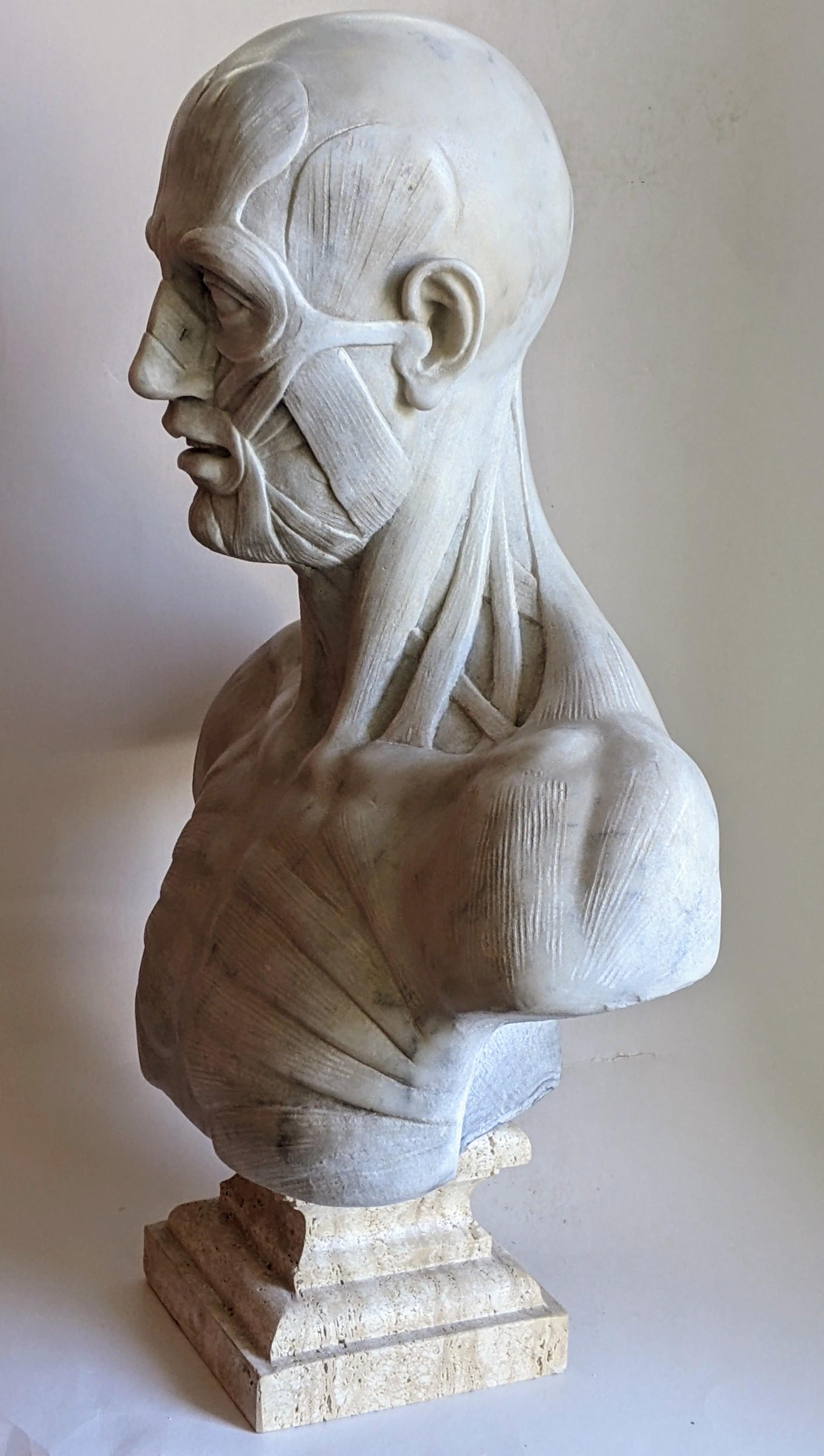 Arts and Crafts écorché -anatomique -sculpture sur marbre blanc de Carrare -fabriqué en Italie en vente