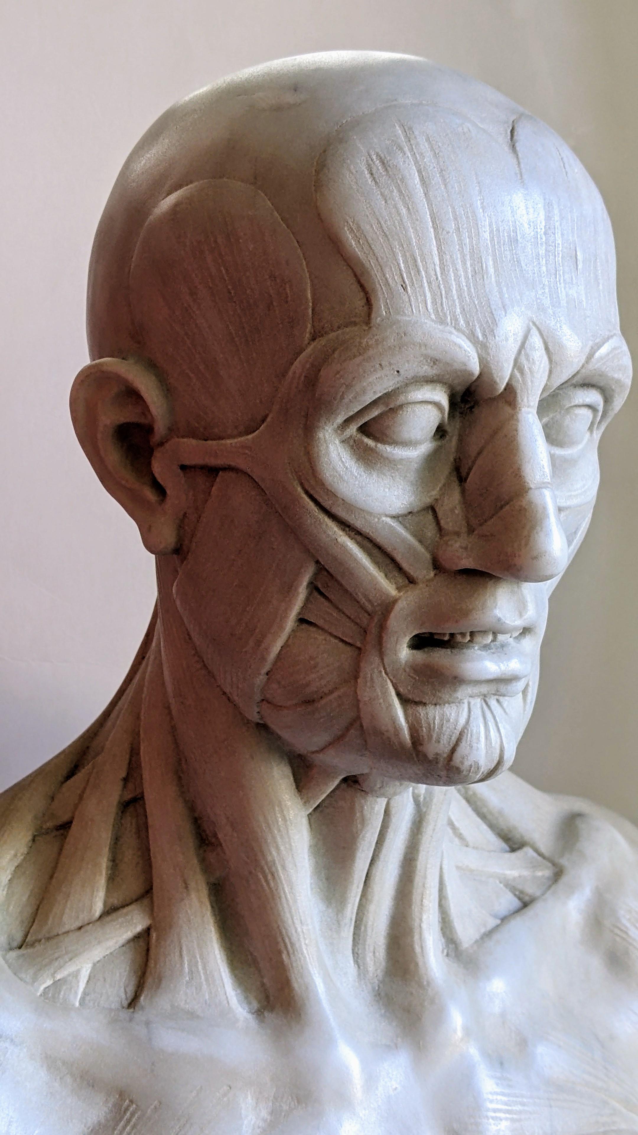 Italian écorché -anatomique -sculpture sur marbre blanc de Carrare -fabriqué en Italie en vente