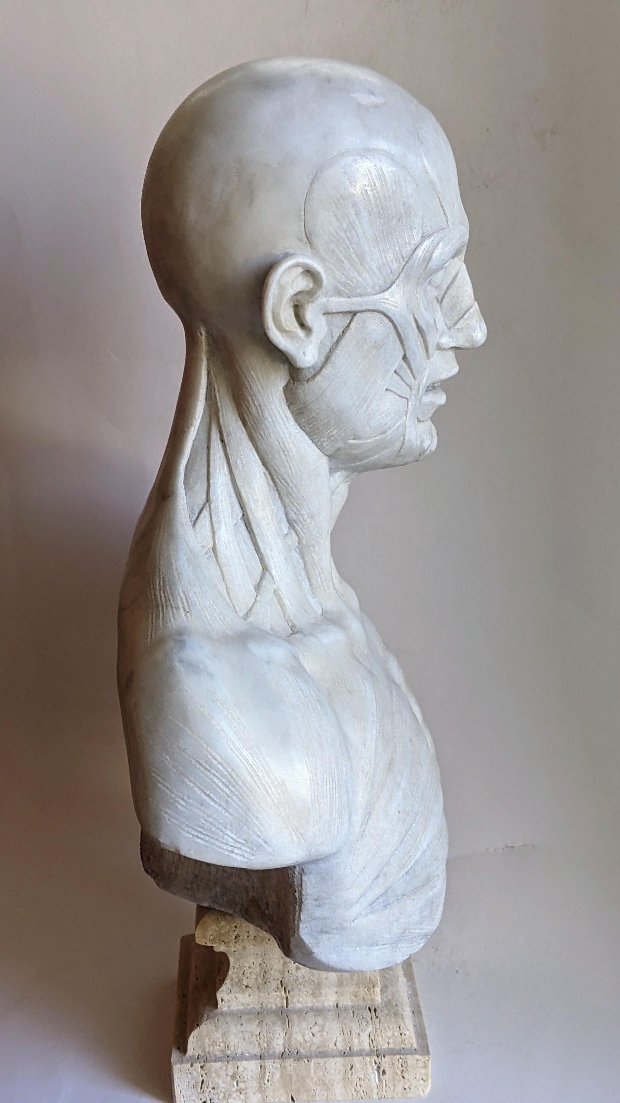 écorché -anatomique -sculpture sur marbre blanc de Carrare -fabriqué en Italie Bon état - En vente à Tarquinia, IT