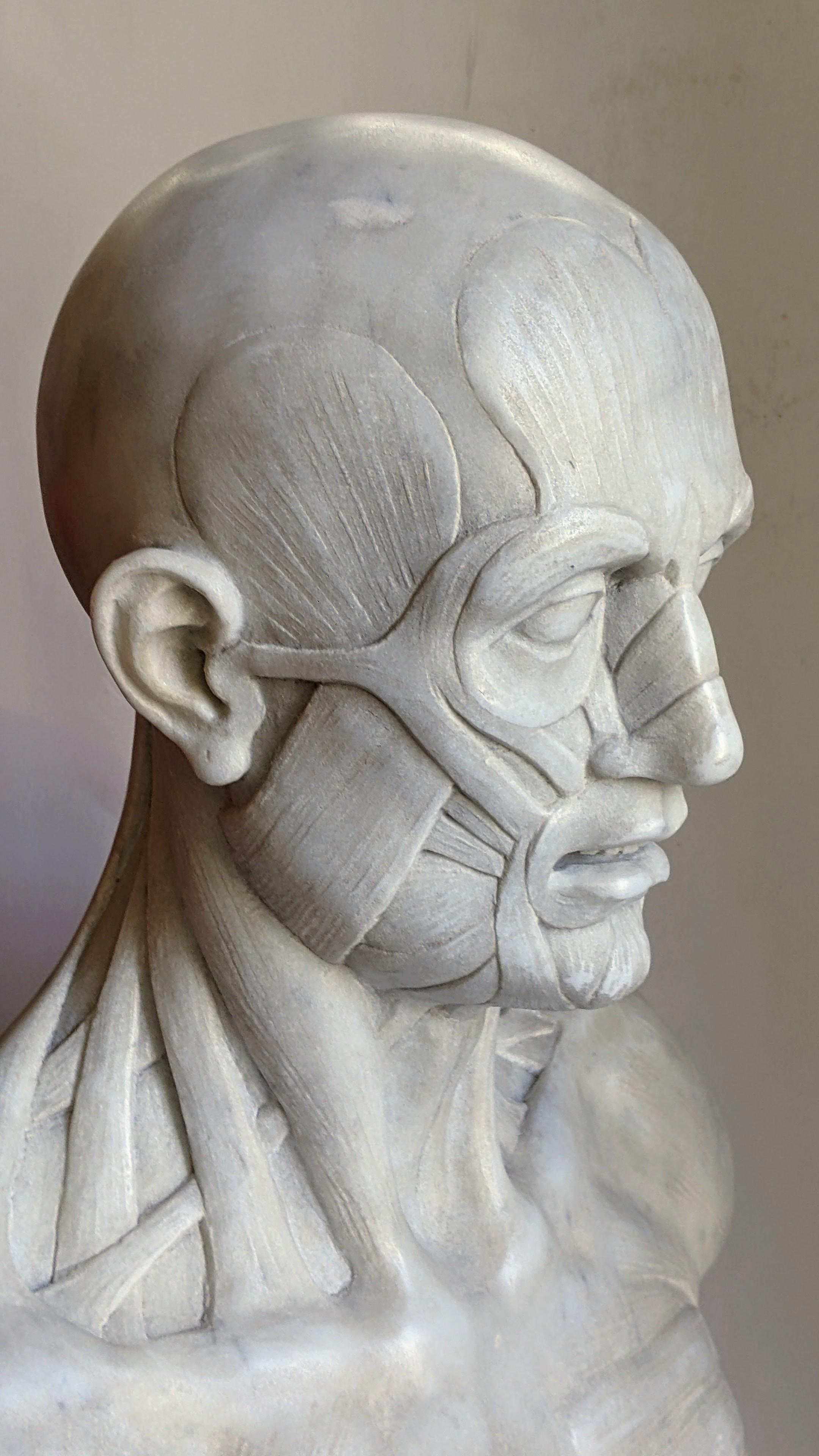 Contemporain écorché -anatomique -sculpture sur marbre blanc de Carrare -fabriqué en Italie en vente