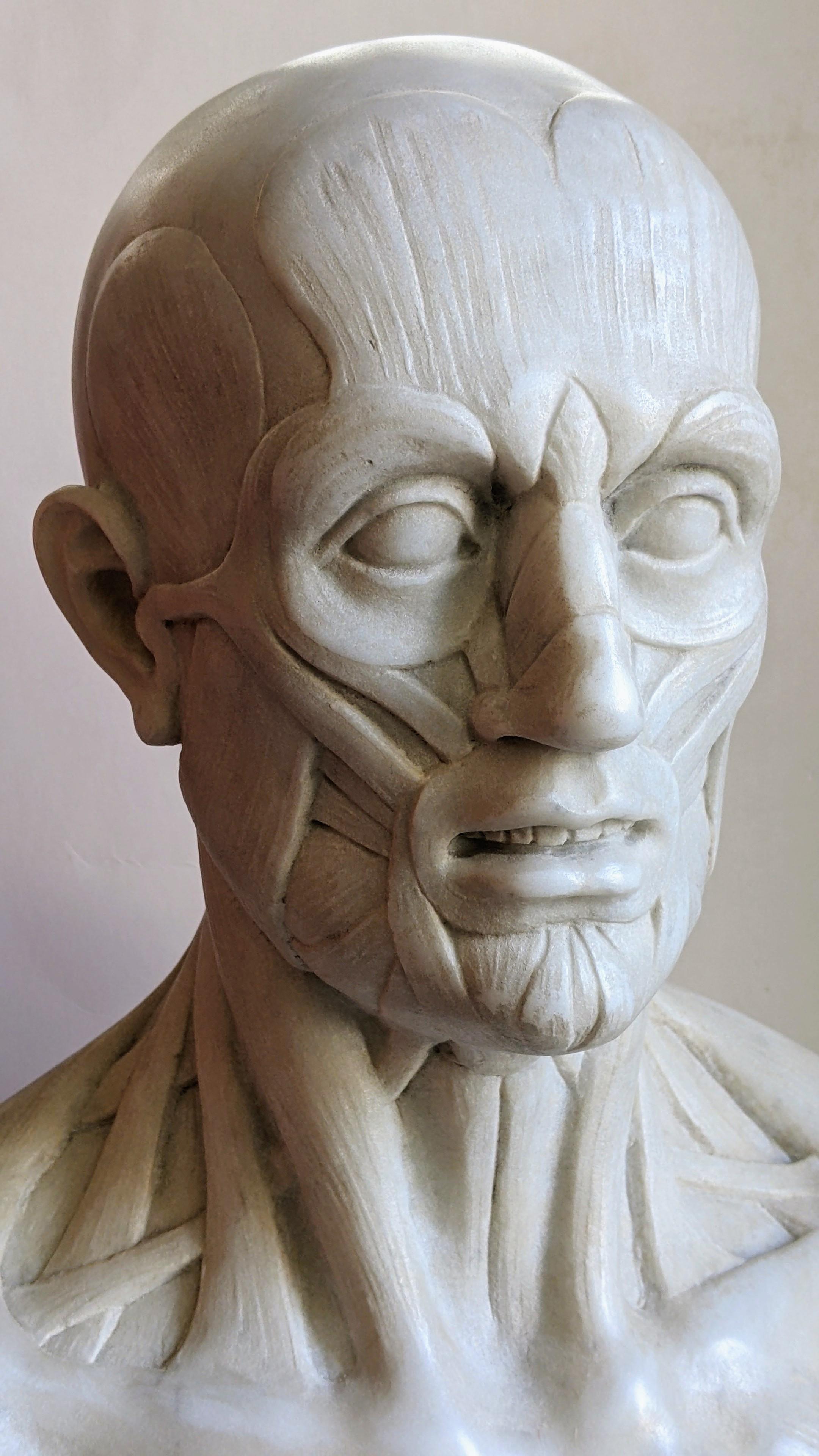 Marbre écorché -anatomique -sculpture sur marbre blanc de Carrare -fabriqué en Italie en vente