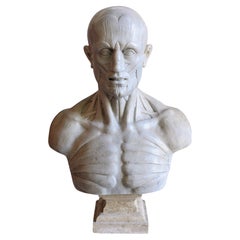 flayed -anatomical -sculpture on white Carrara marble -made in Italy