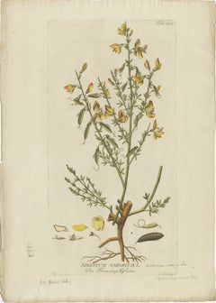 Scotch Broom Botanical Engraving - Icones Plantarum Medicinalium, 1788