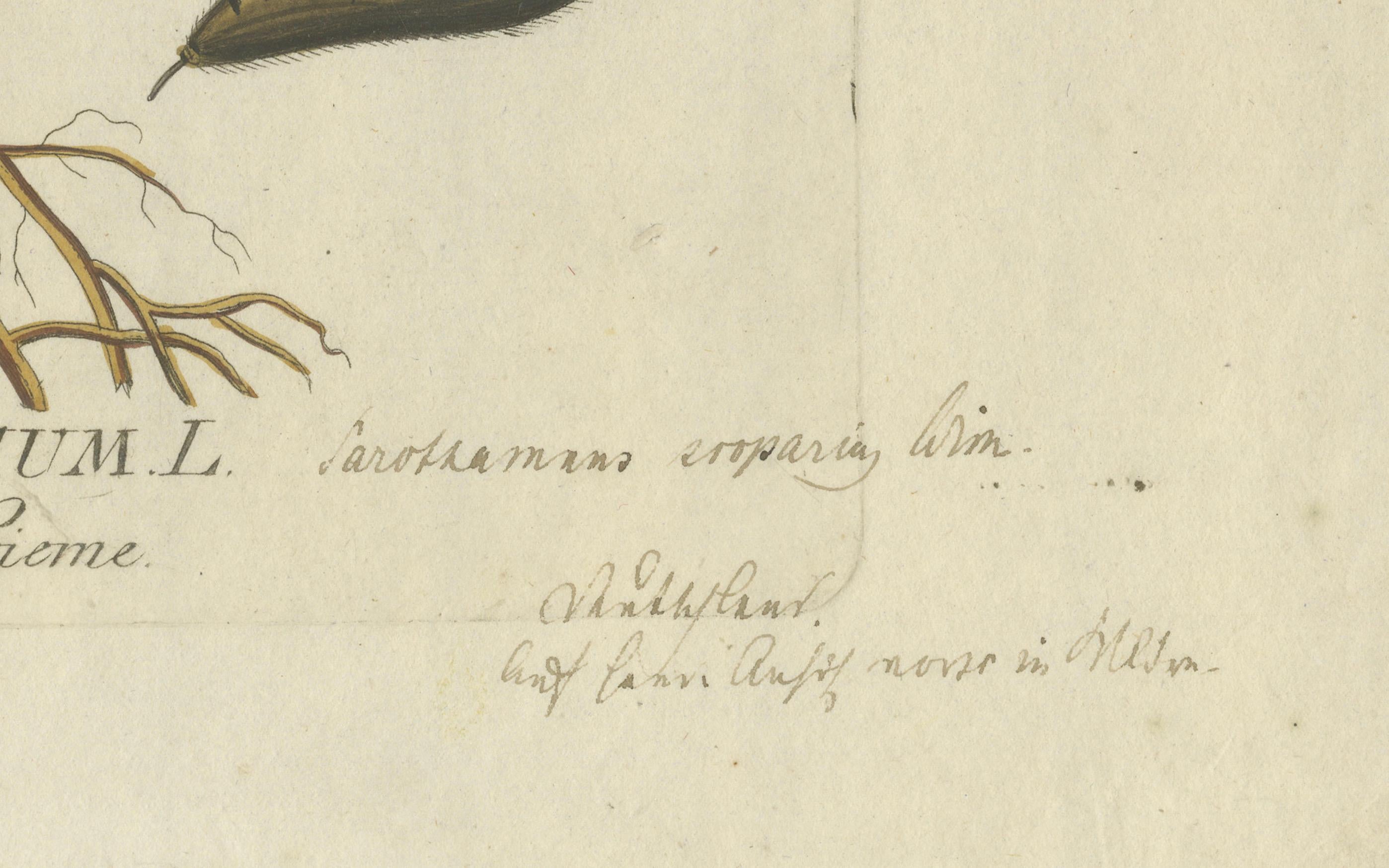 Inciso Incisione botanica della ginestra scozzese - Icones Plantarum Medicinalium, 1788 in vendita