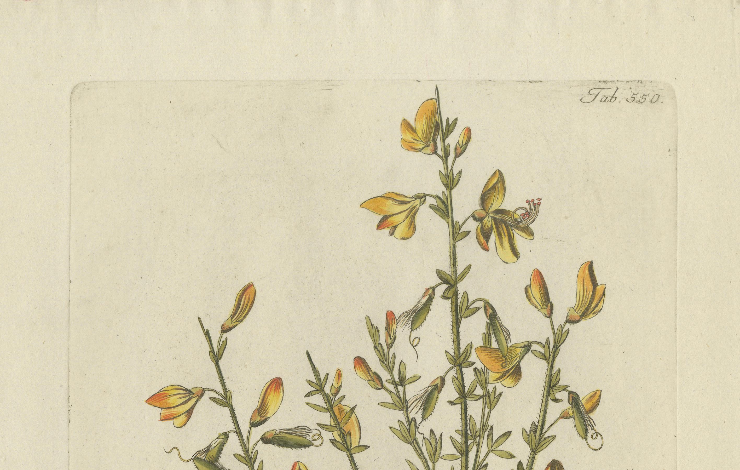 Fine XVIII secolo Incisione botanica della ginestra scozzese - Icones Plantarum Medicinalium, 1788 in vendita