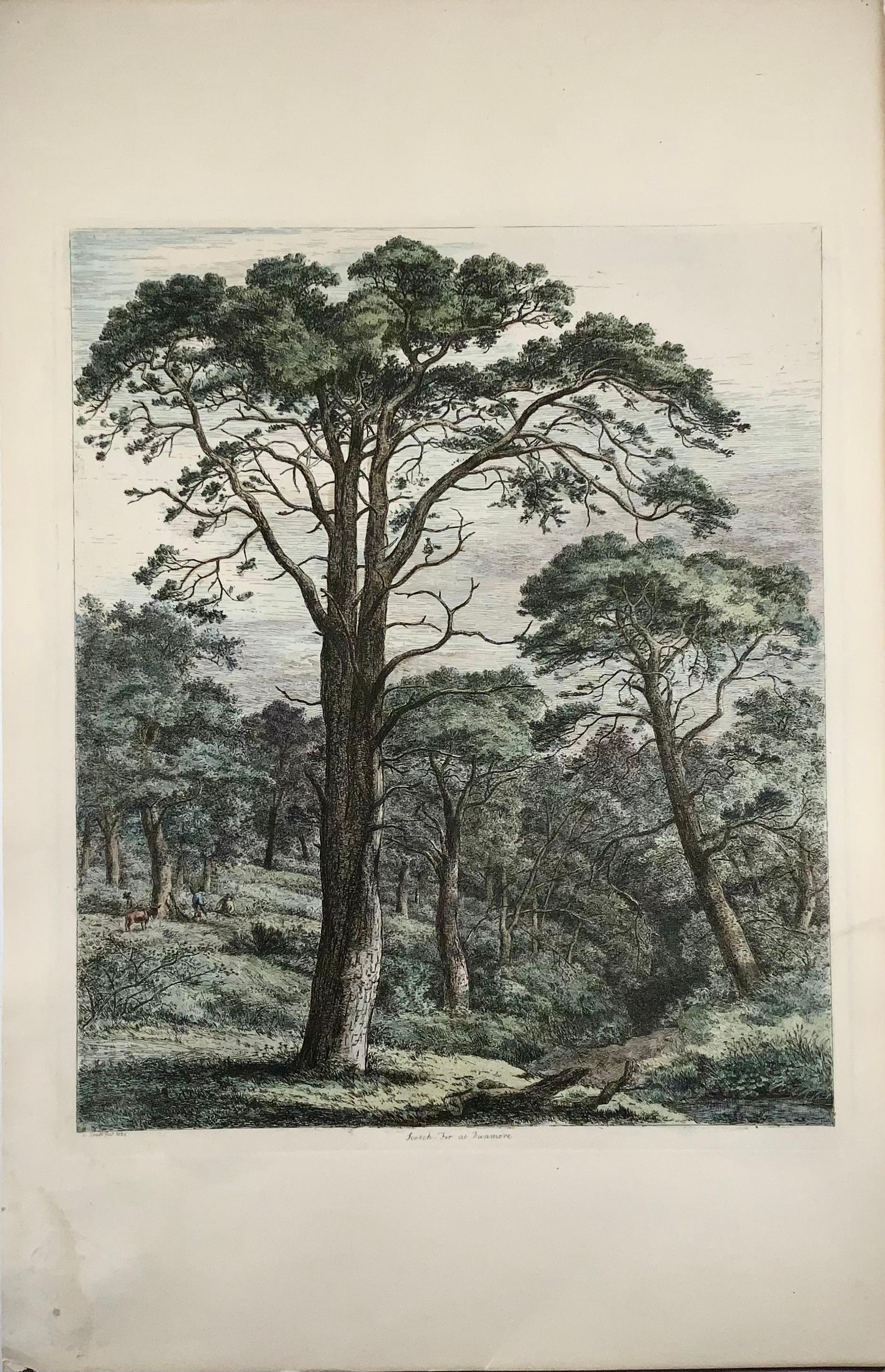 Scotch Fir at Dunmore

Sheet size: 55.4 x 36 cm

Etching with later colour. On wove paper.

Exceptionally etched sheet come from the first edition of Sylva Britannica.

Jacob George Strutt (1784-1867) was a landscape painter and etcher by