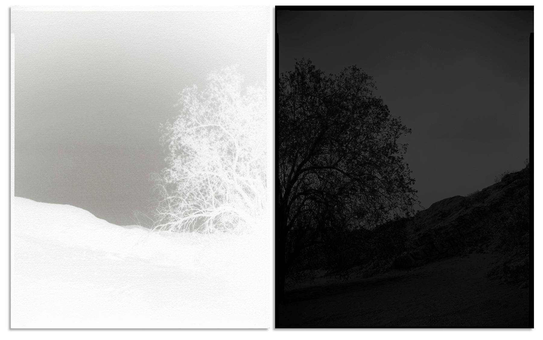 scott b. davis Black and White Photograph – Eisenholzbaum, in der Nähe des Berges Borrego, Kalifornien, 2018