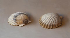 "Scallop Shells", Oil Painting