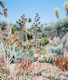 „Aloe Principis“ 2006, Tintenstrahldruck, signiert