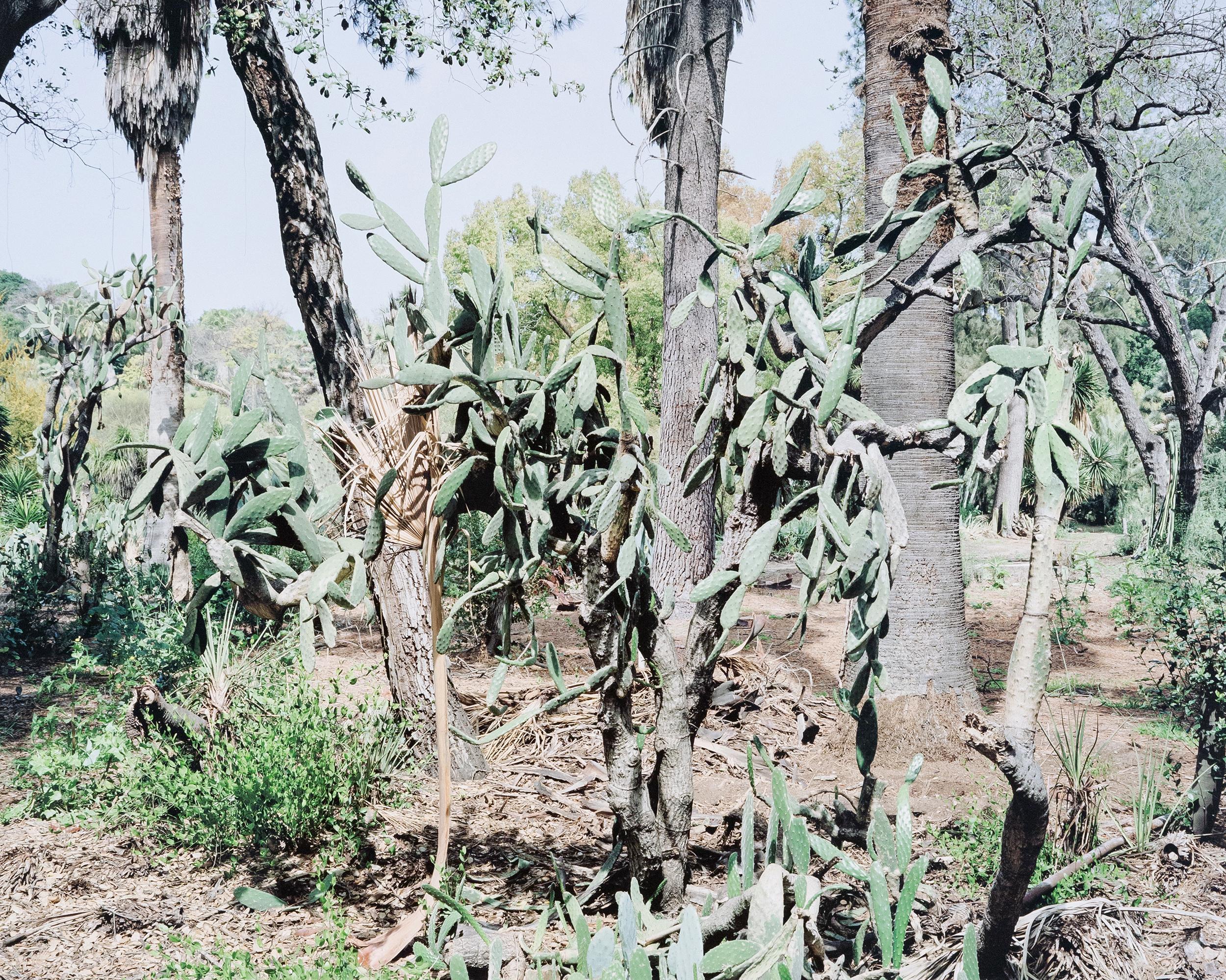 Opuntia Tomentosa, Impresión digital pigmentada, 2006, Canadá, Firmado por el artista 8