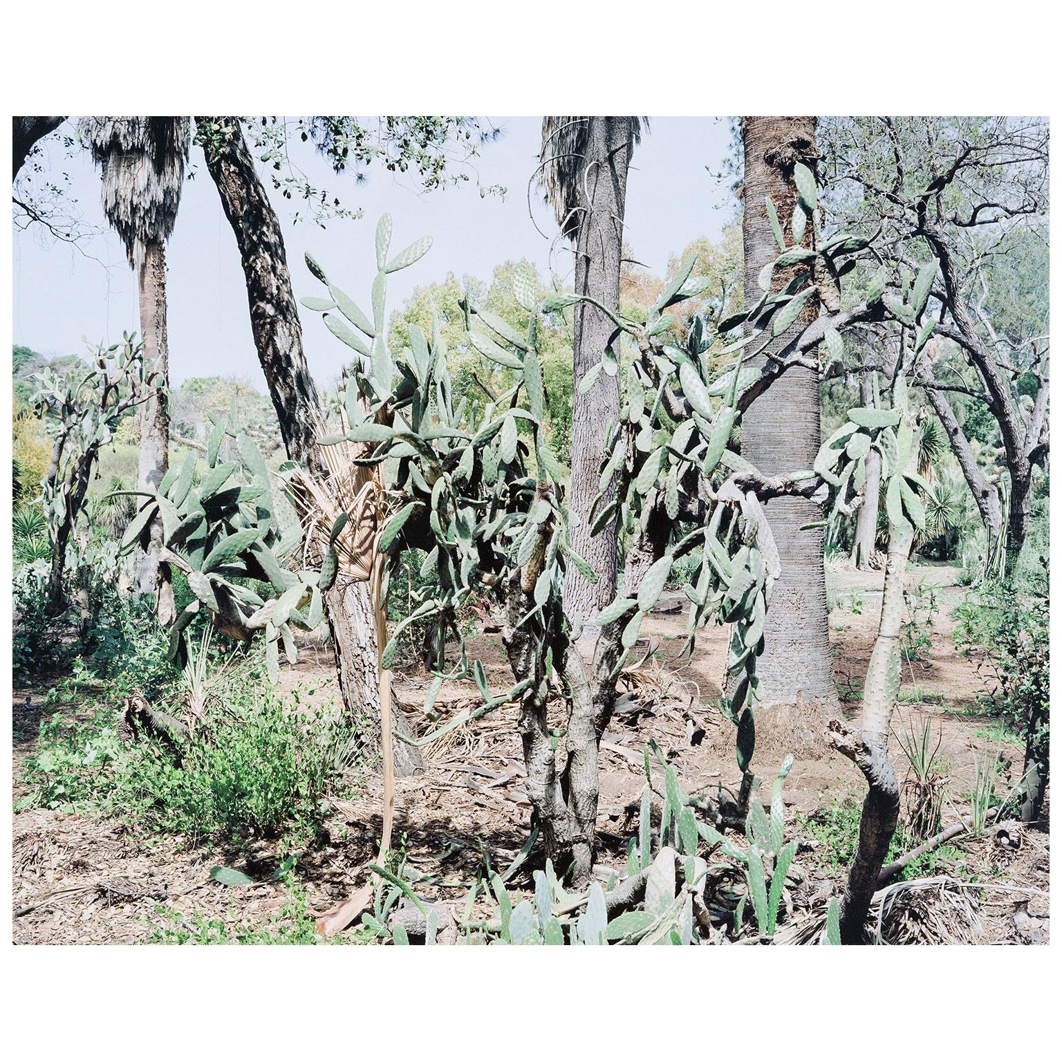 Opuntia Tomentosa, Impresión digital pigmentada, 2006, Canadá, Firmado por el artista 7