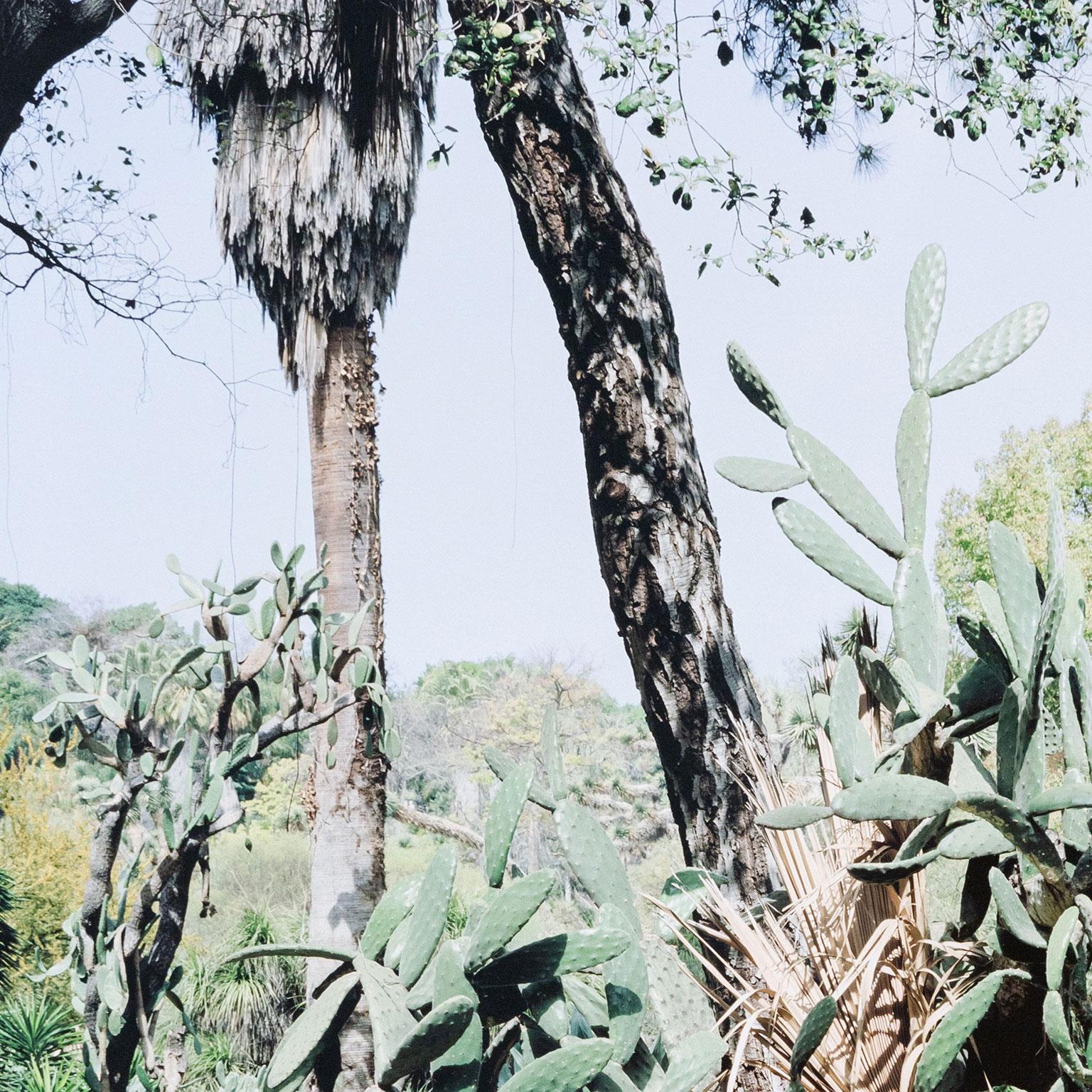 Opuntia Tomentosa, Impresión digital pigmentada, 2006, Canadá, Firmado por el artista 1