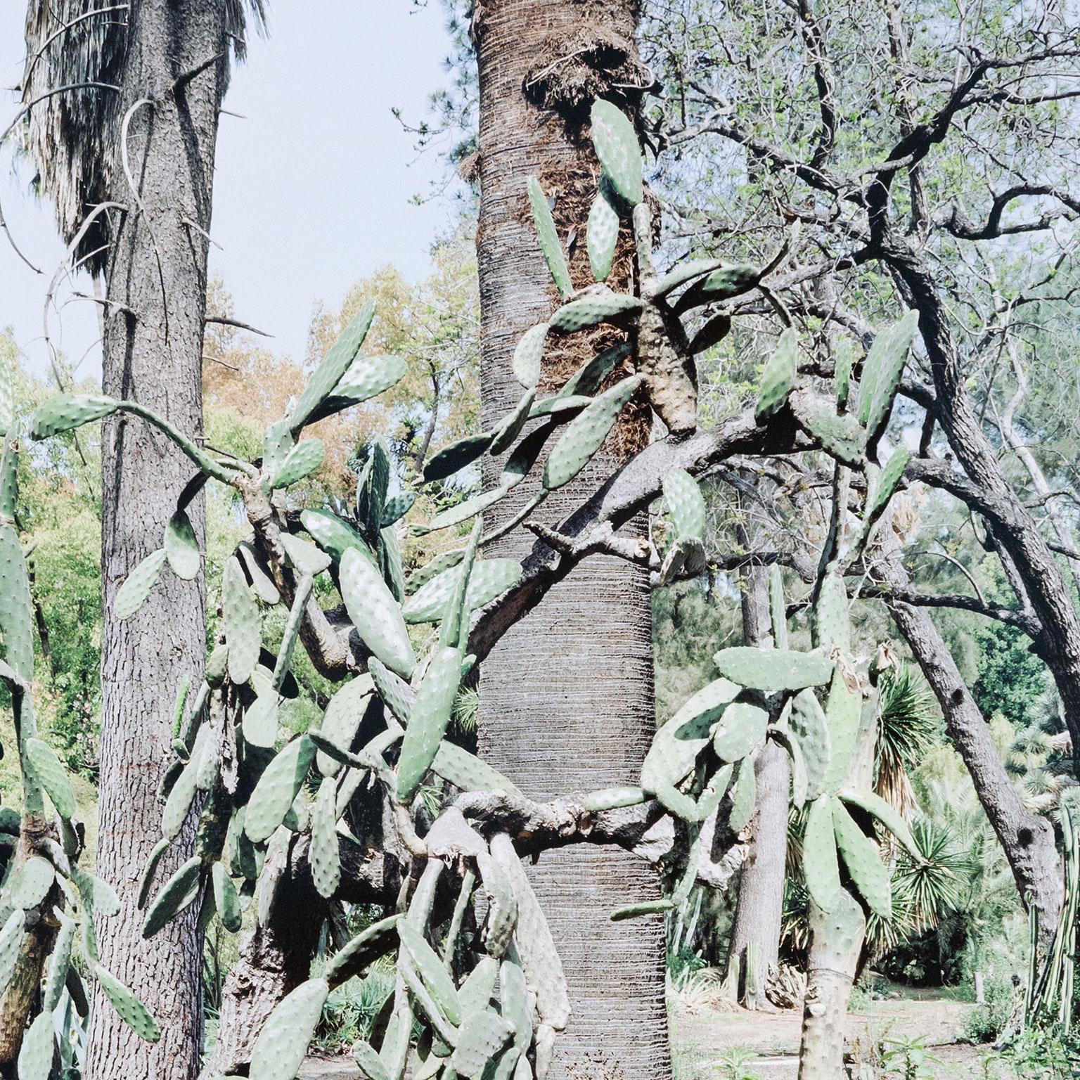 Opuntia Tomentosa, Impresión digital pigmentada, 2006, Canadá, Firmado por el artista 2