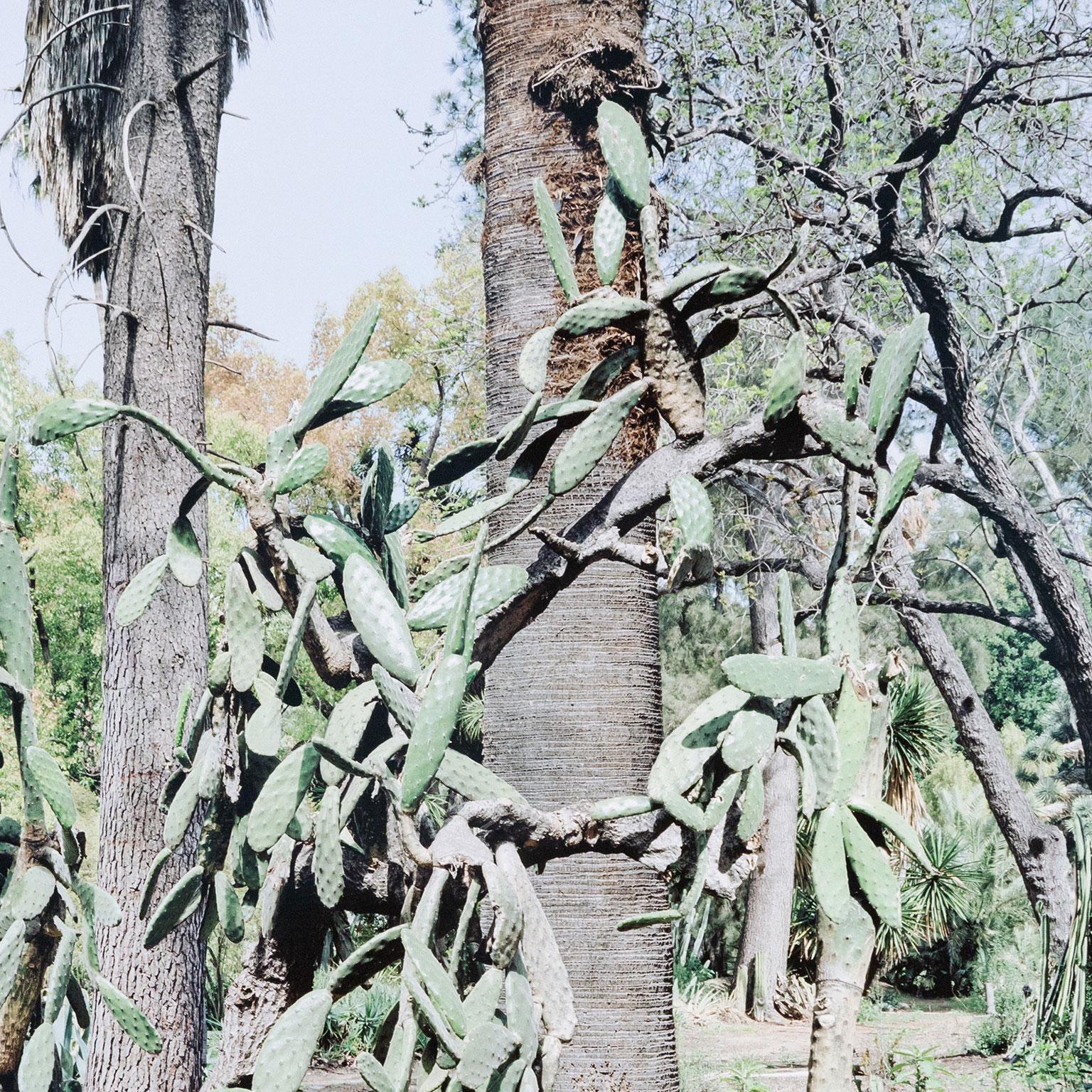 Opuntia Tomentosa, Digital Pigment Print, 2006, Canada, Signed by artist 2