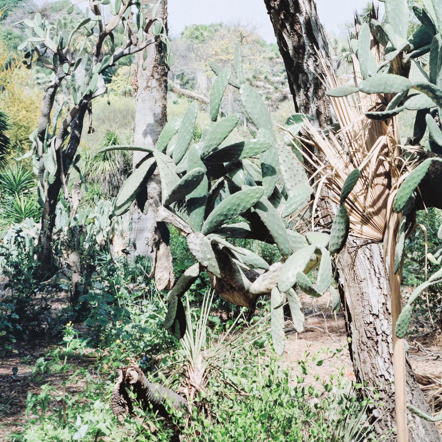 Opuntia Tomentosa, Digital Pigment Print, 2006, Canada, Signed by artist 4