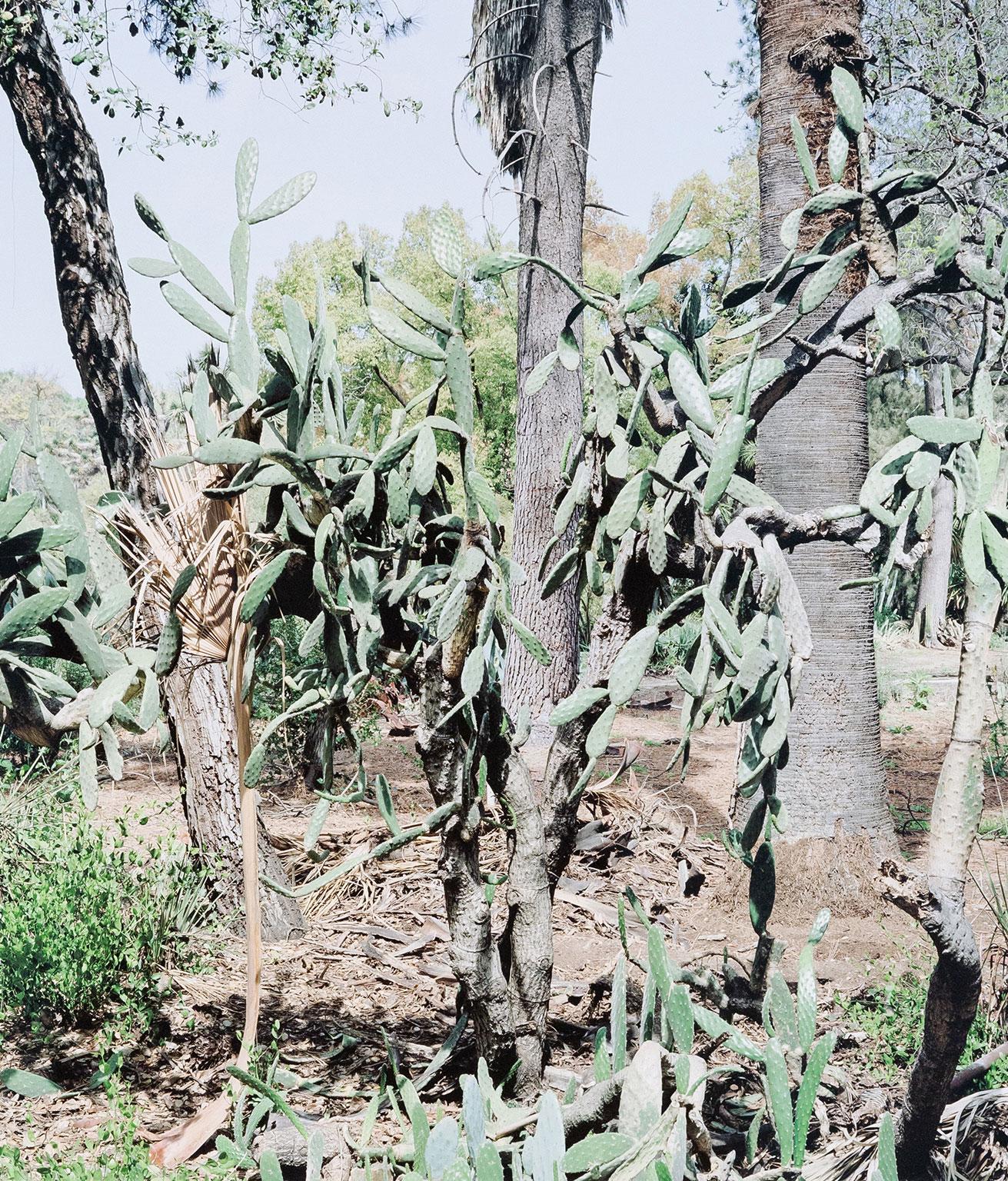 Opuntia Tomentosa, Digital Pigment Print, 2006, Canada, Signed by artist - Conceptual Photograph by Scott McFarland