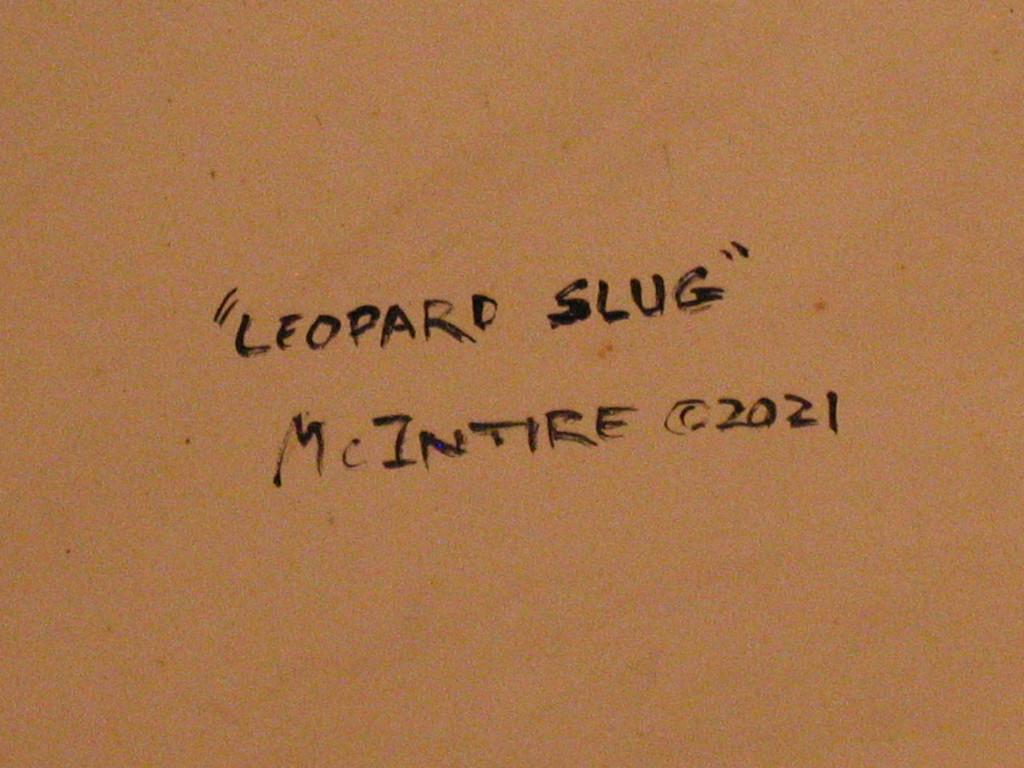 Leopard Slug For Sale 2