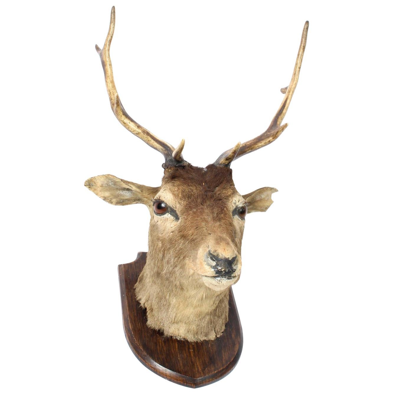 Scottish Mounted Taxidermy Stag, Mid-20th Century