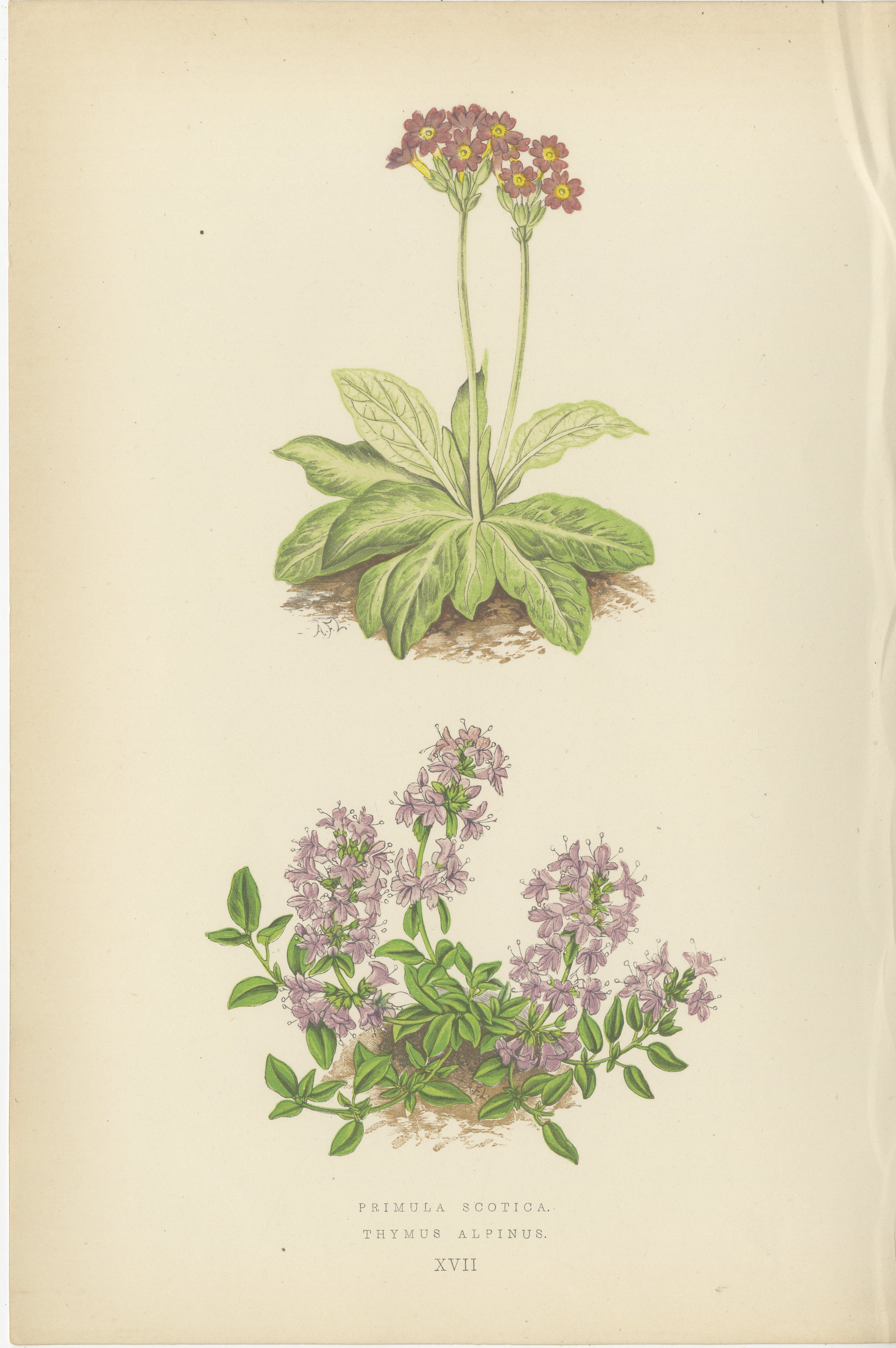 Scottish Primrose and Alpine Thyme hand coloured botanical print 1874

This beautifully hand coloured botanical print from 1874 features two alpine flowering plants, Primula scotica and Thymus alpinus. Published by George Bell and Sons in London as