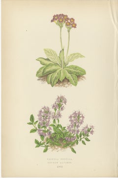 Prímula escocesa y tomillo alpino grabado botánico coloreado a mano 1874