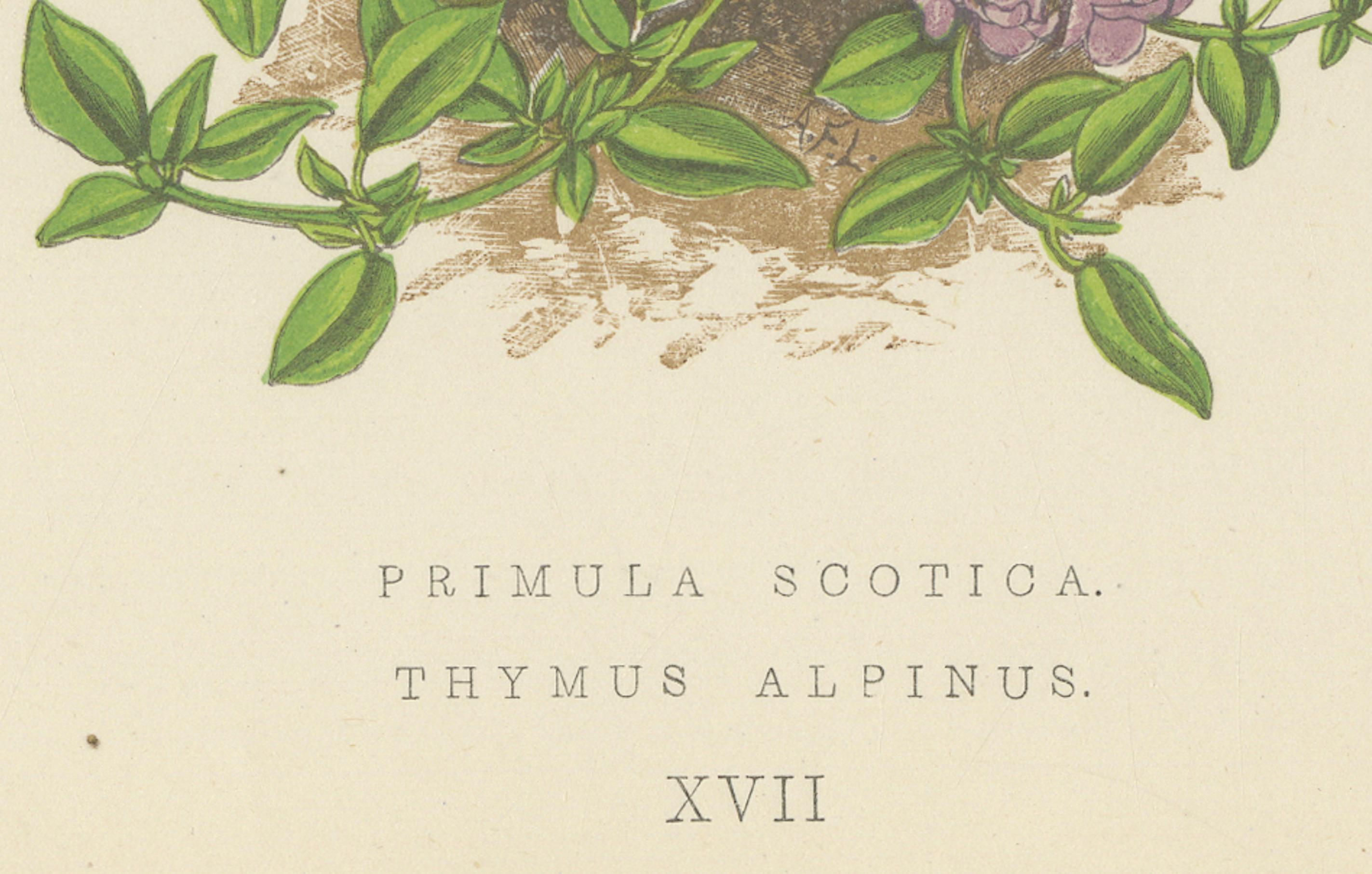 Scottish Primrose and Alpine Thyme hand coloured botanical print 1874 In Good Condition For Sale In Langweer, NL