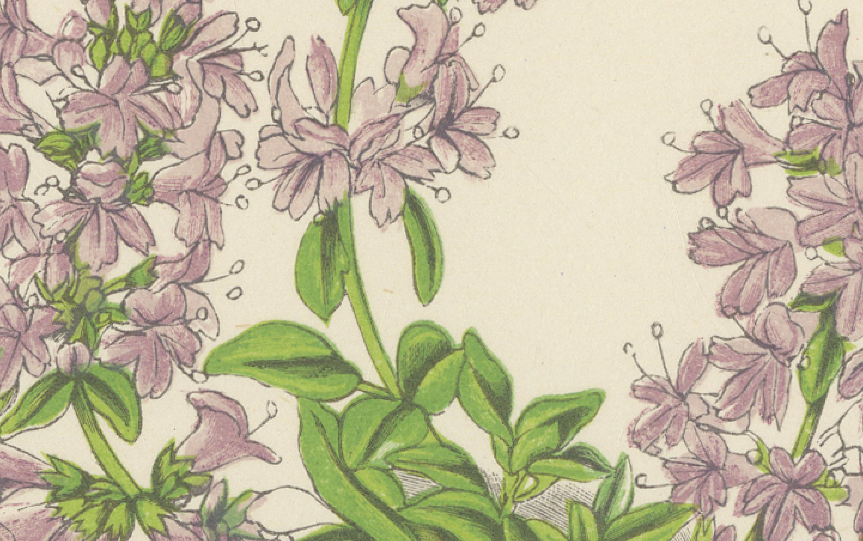 Late 19th Century Scottish Primrose and Alpine Thyme hand coloured botanical print 1874 For Sale