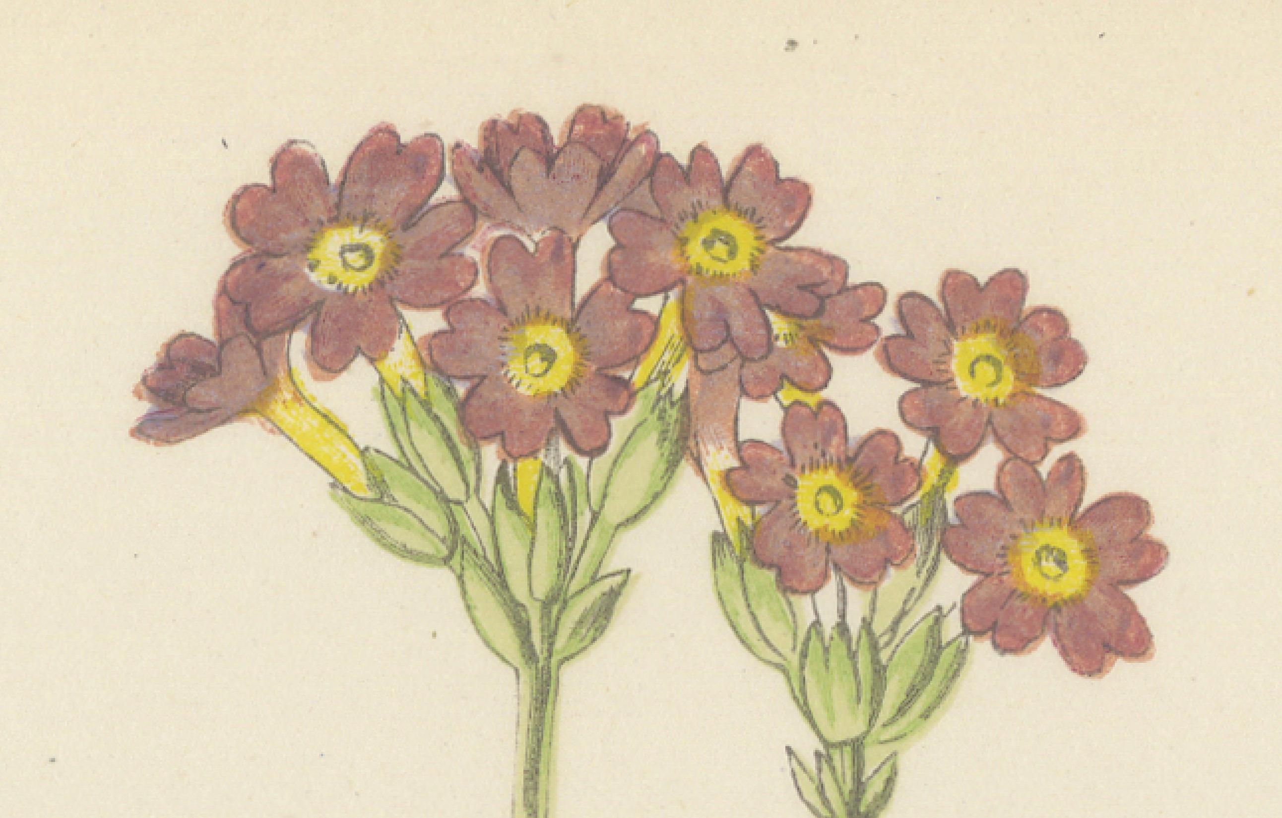 Paper Scottish Primrose and Alpine Thyme hand coloured botanical print 1874 For Sale