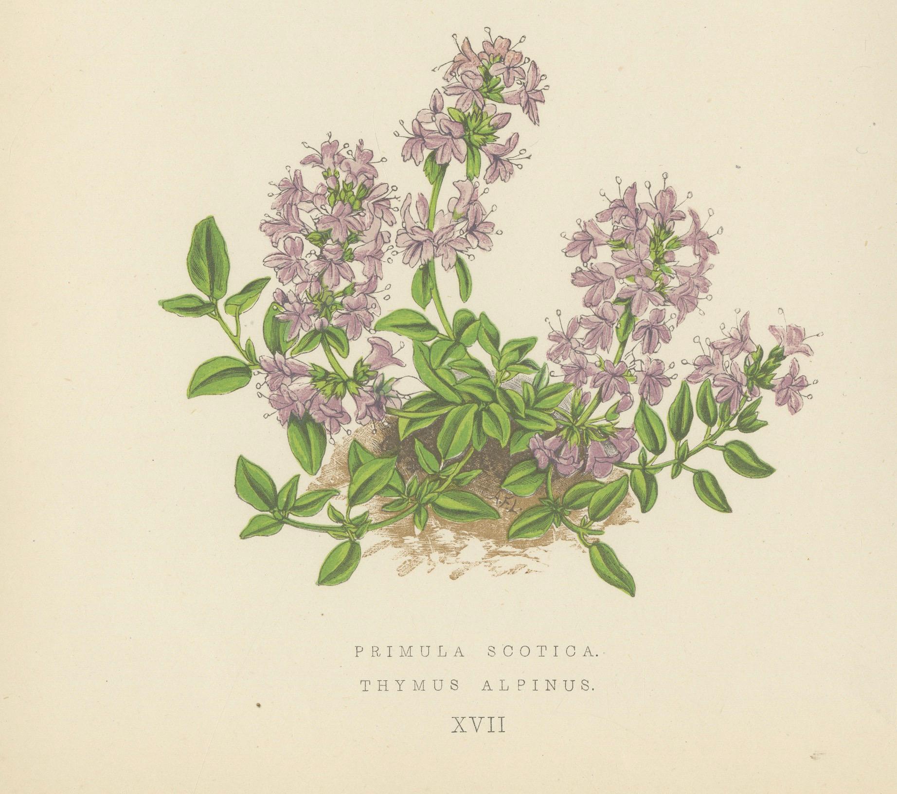 Scottish Primrose and Alpine Thyme hand coloured botanical print 1874 For Sale 1
