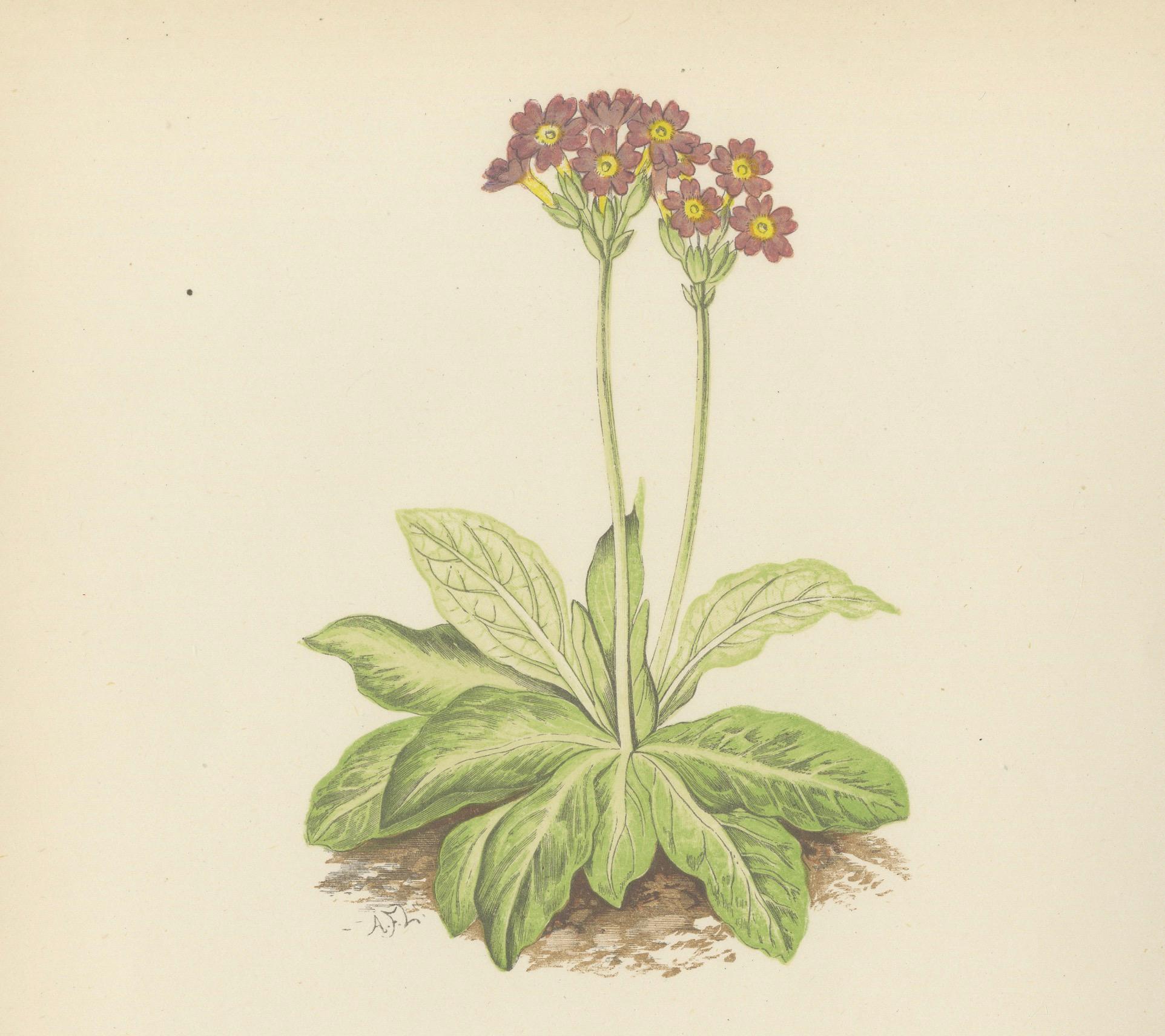 Scottish Primrose and Alpine Thyme hand coloured botanical print 1874 For Sale 2