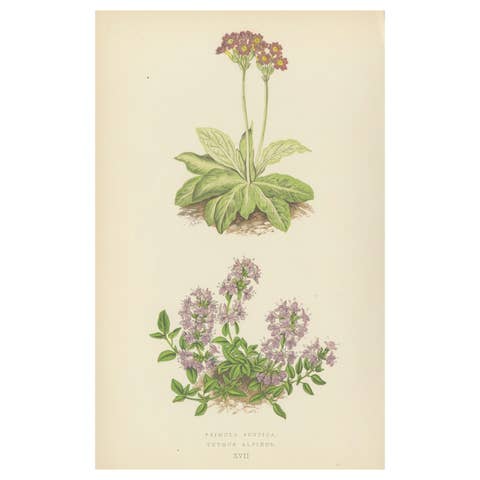 Scottish Primrose and Alpine Thyme hand coloured botanical print 1874