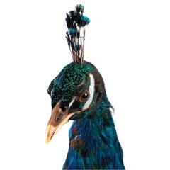 Scottish Taxidermy Peahen Bird Fowl Antique Hen