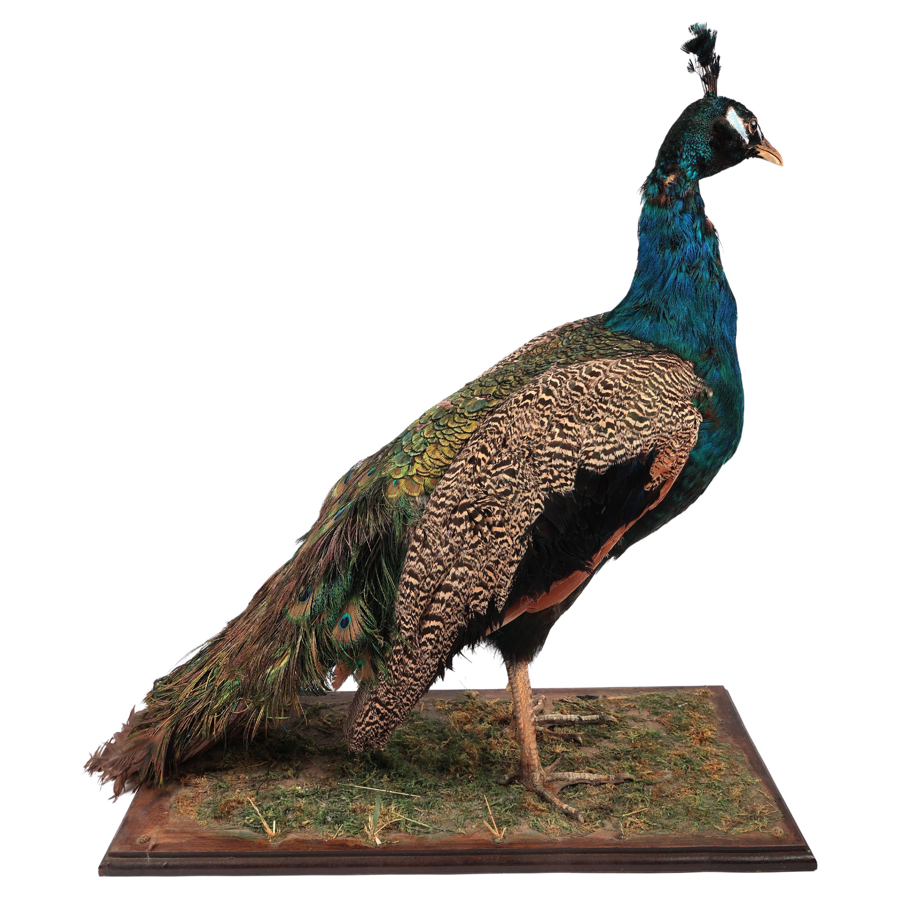 Scottish Taxidermy Peahen Bird Fowl Antique Hen For Sale
