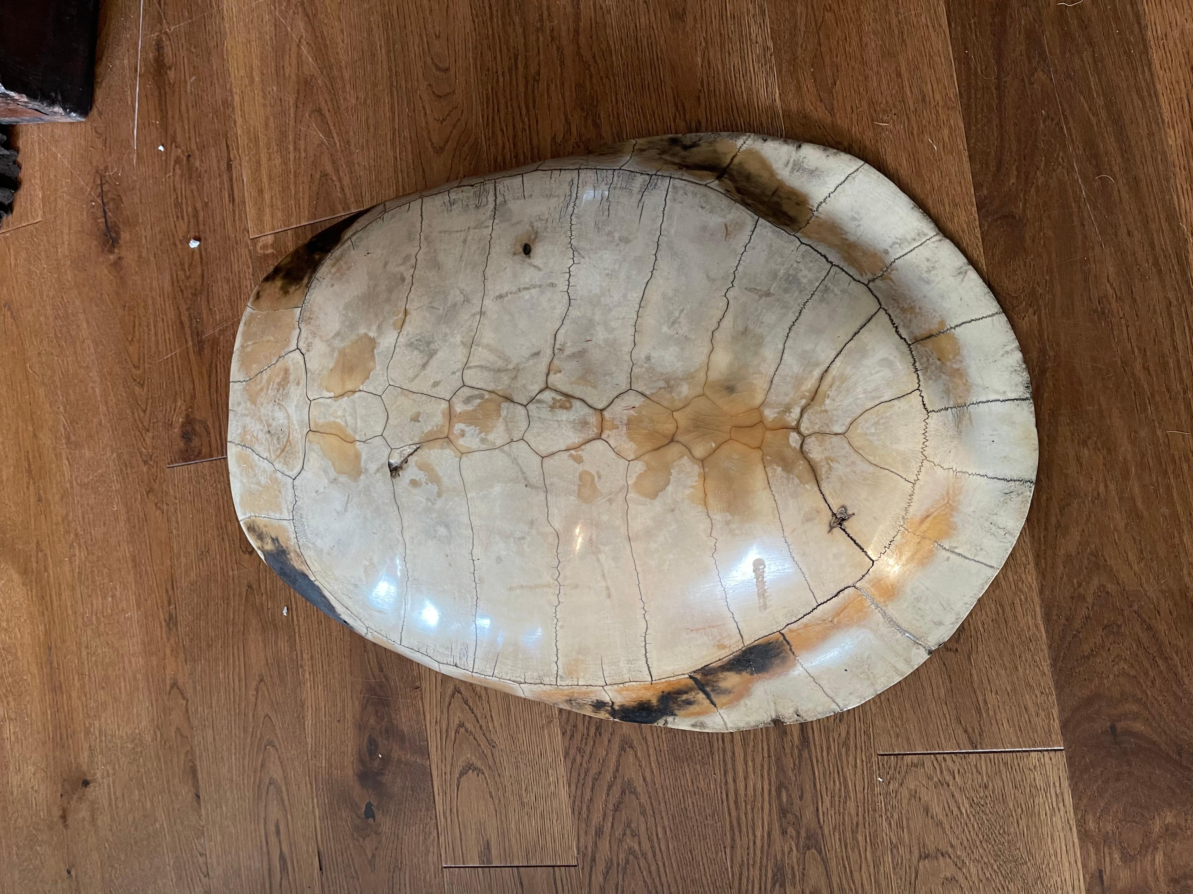 Scrimshaw Blonde Turtle Shell Carapace, 19th century Taxidermy 1