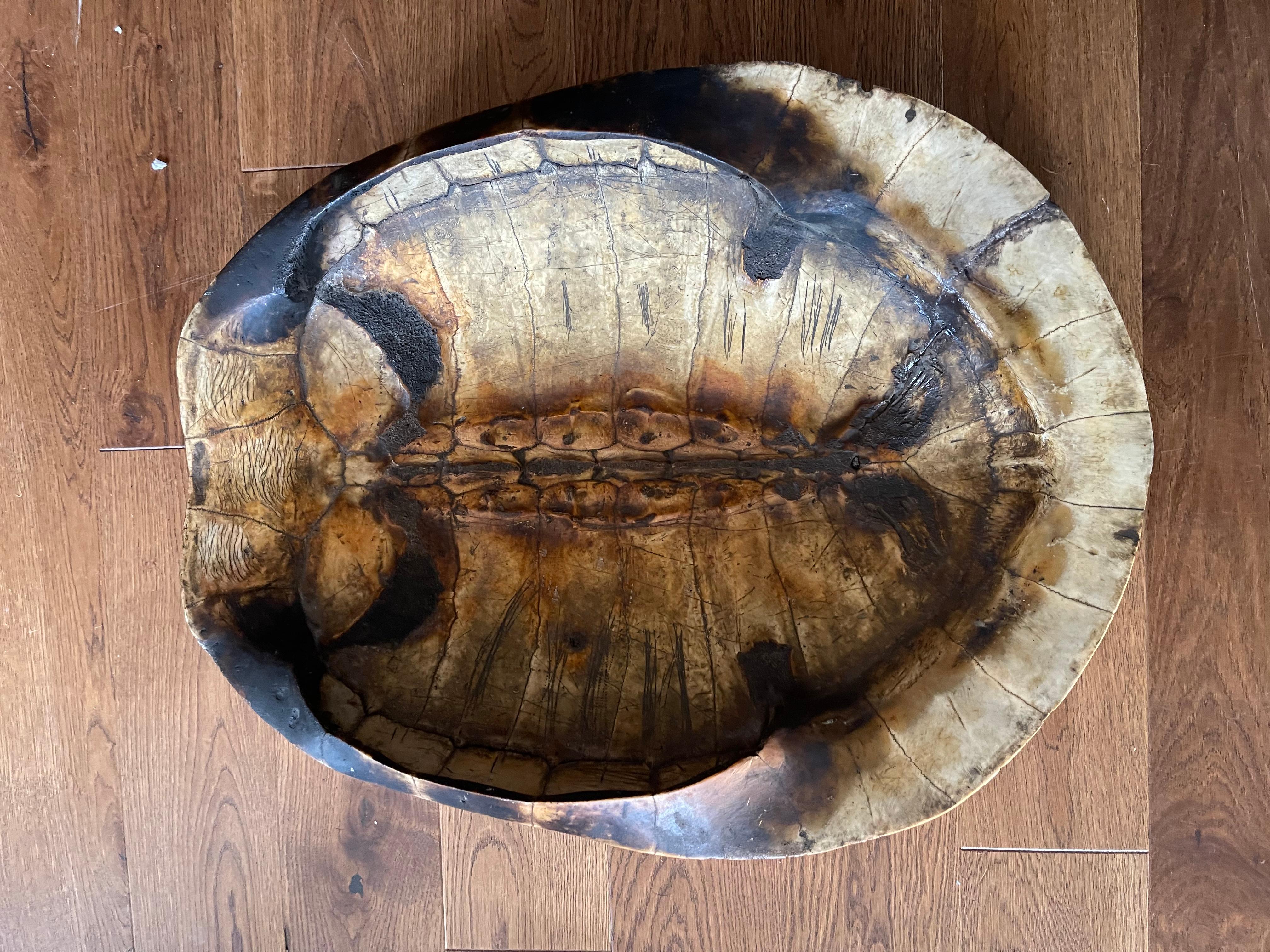 A 'SCRIMSHAW' GIANT AMAZON RIVER OR ARRAU TURTLE SHELL (PDOCNEMIS EXPANSA)

19th century

Of blonde colour with dark areas to the sides, with a nice smooth surface and attractive patina, mounted for wall-hanging.

L. circa 80