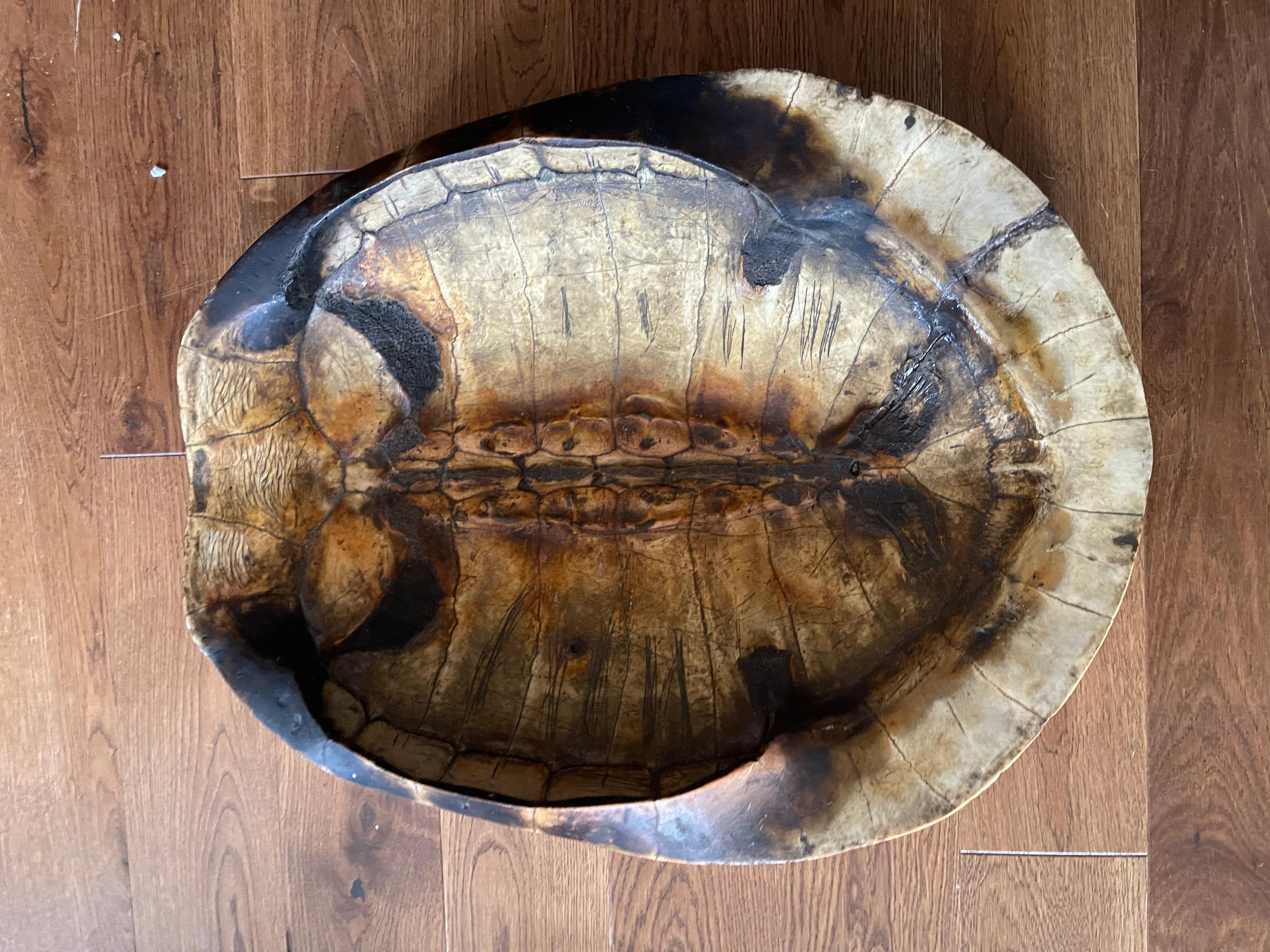 taxidermy turtle for sale
