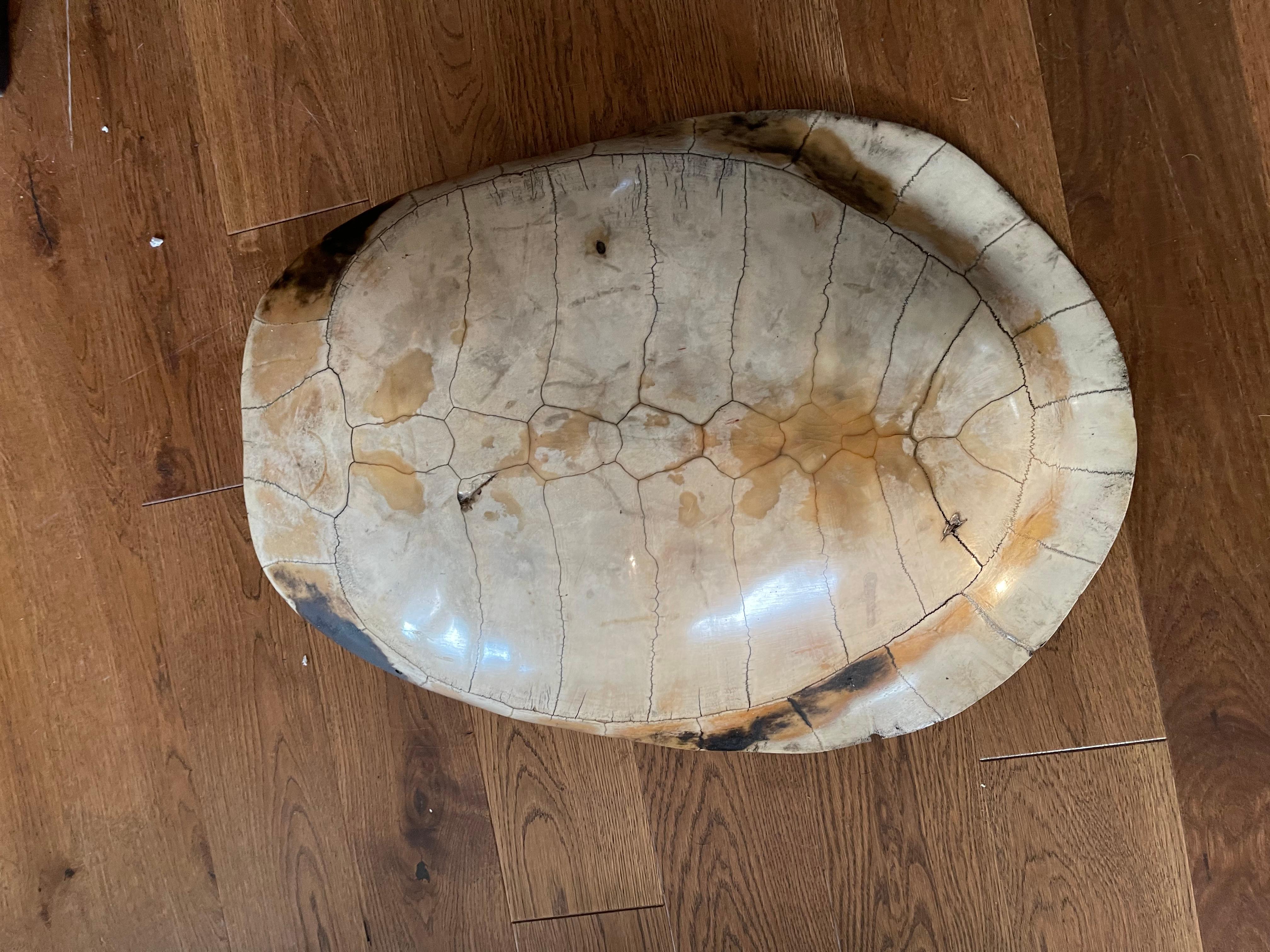 scrimshaw turtle