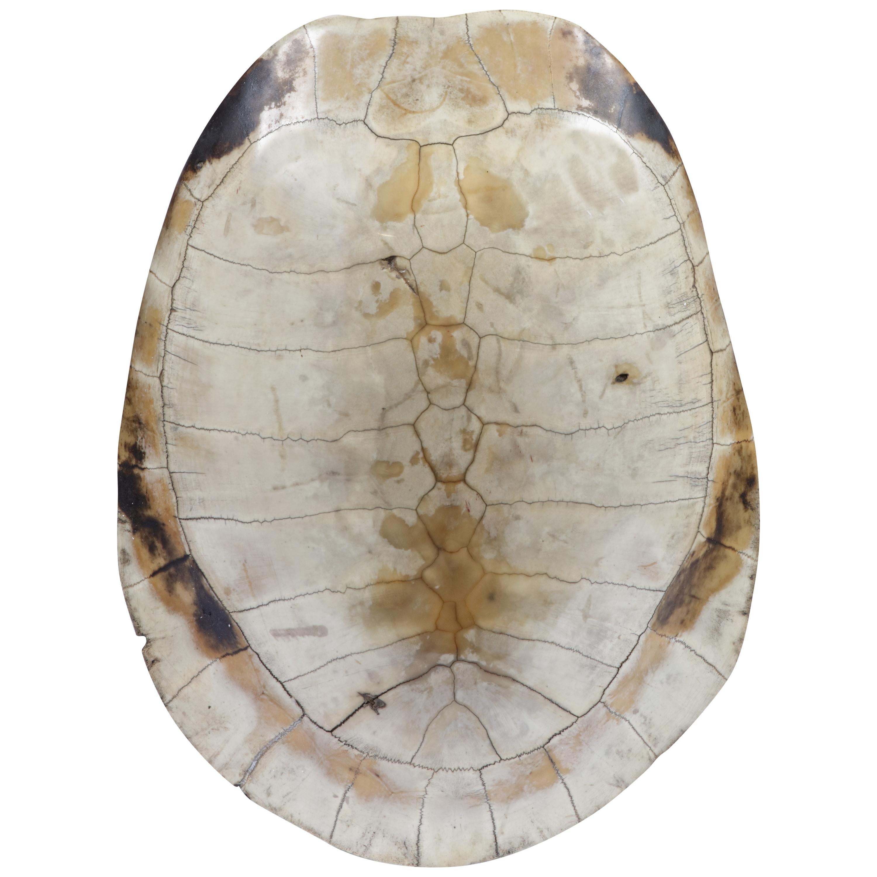 Scrimshaw Blonde Turtle Shell Carapace, 19th century Taxidermy